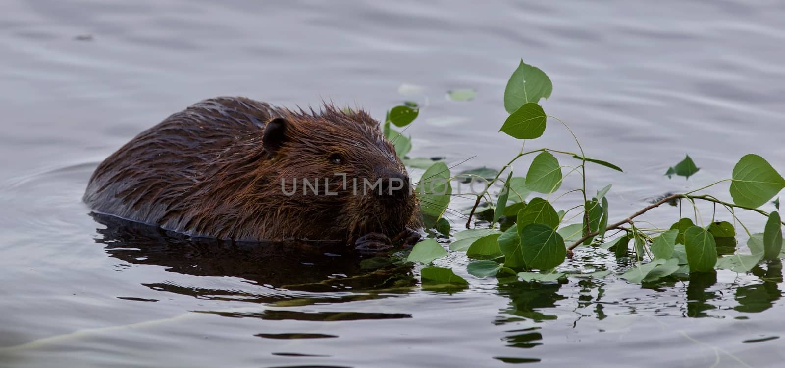 Beautiful background with a beaver eating leaves in the lake by teo