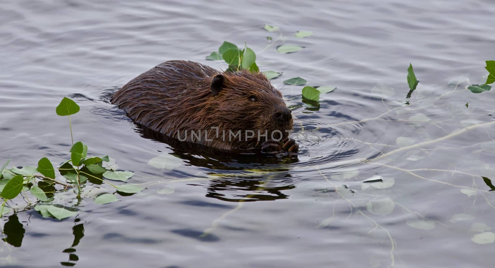 Beautiful background with a beaver eating leaves in the lake by teo
