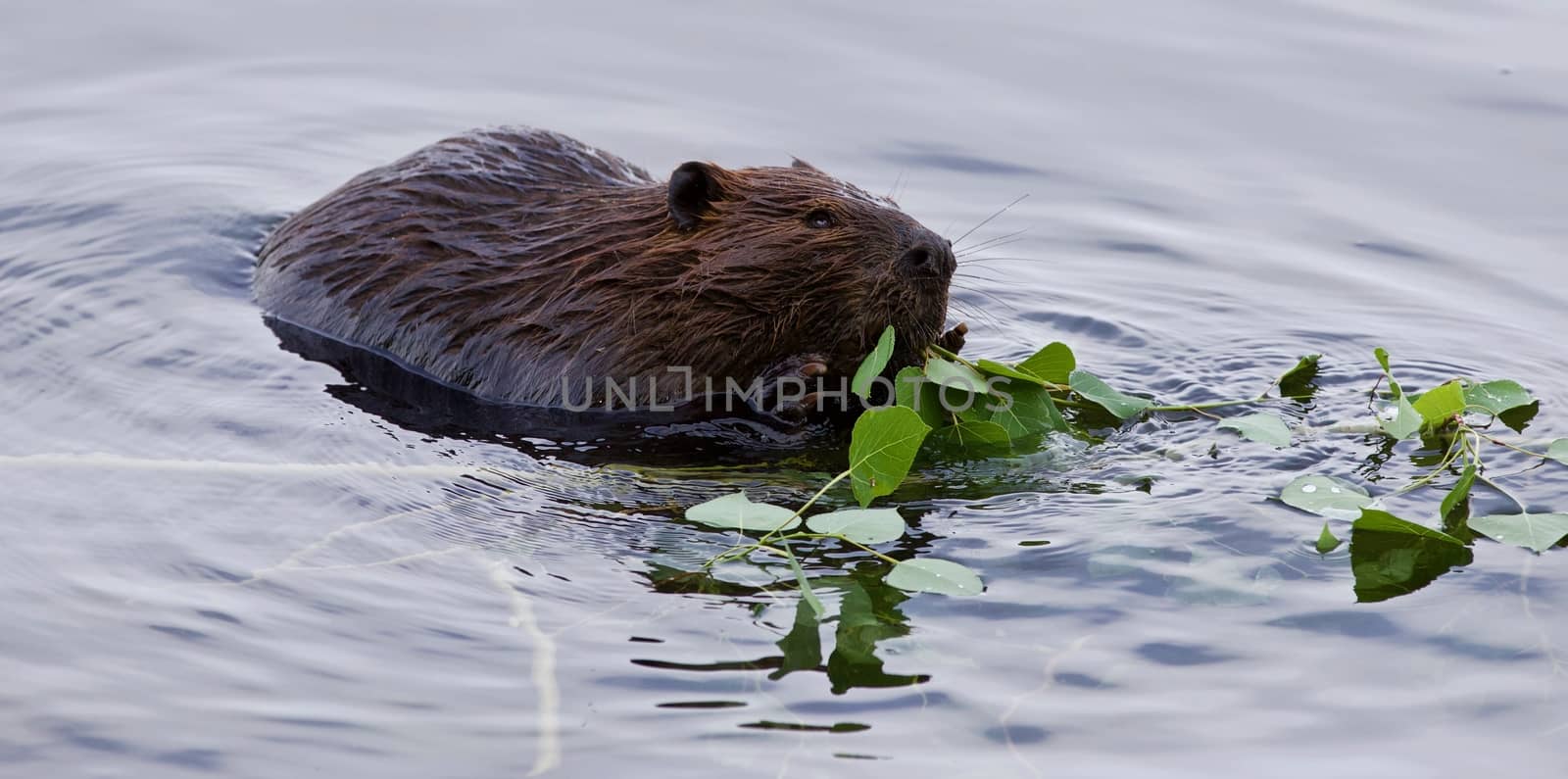 Beautiful isolated picture of a beaver eating leaves in the lake by teo