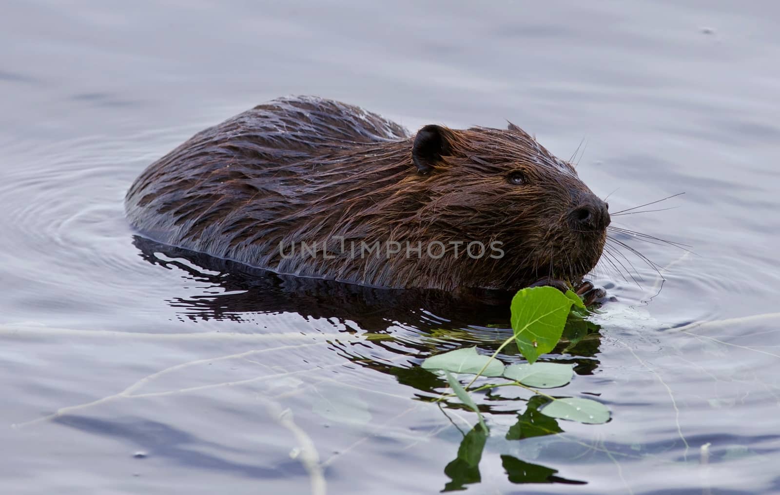 Beautiful isolated picture of a beaver eating leaves in the lake by teo