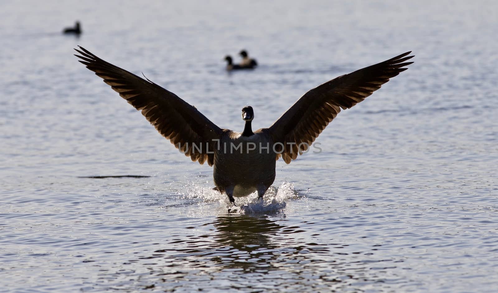 Beautiful background with a landing Canada goose by teo