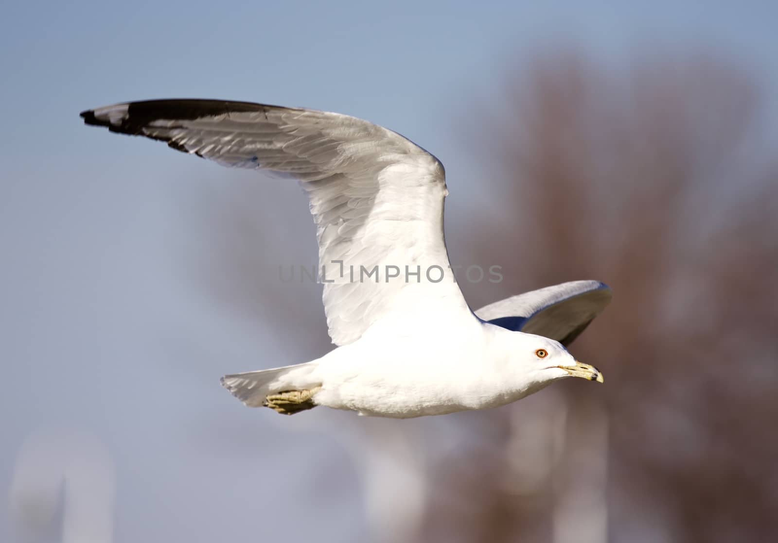 Beautiful isolated picture of a flying gull by teo