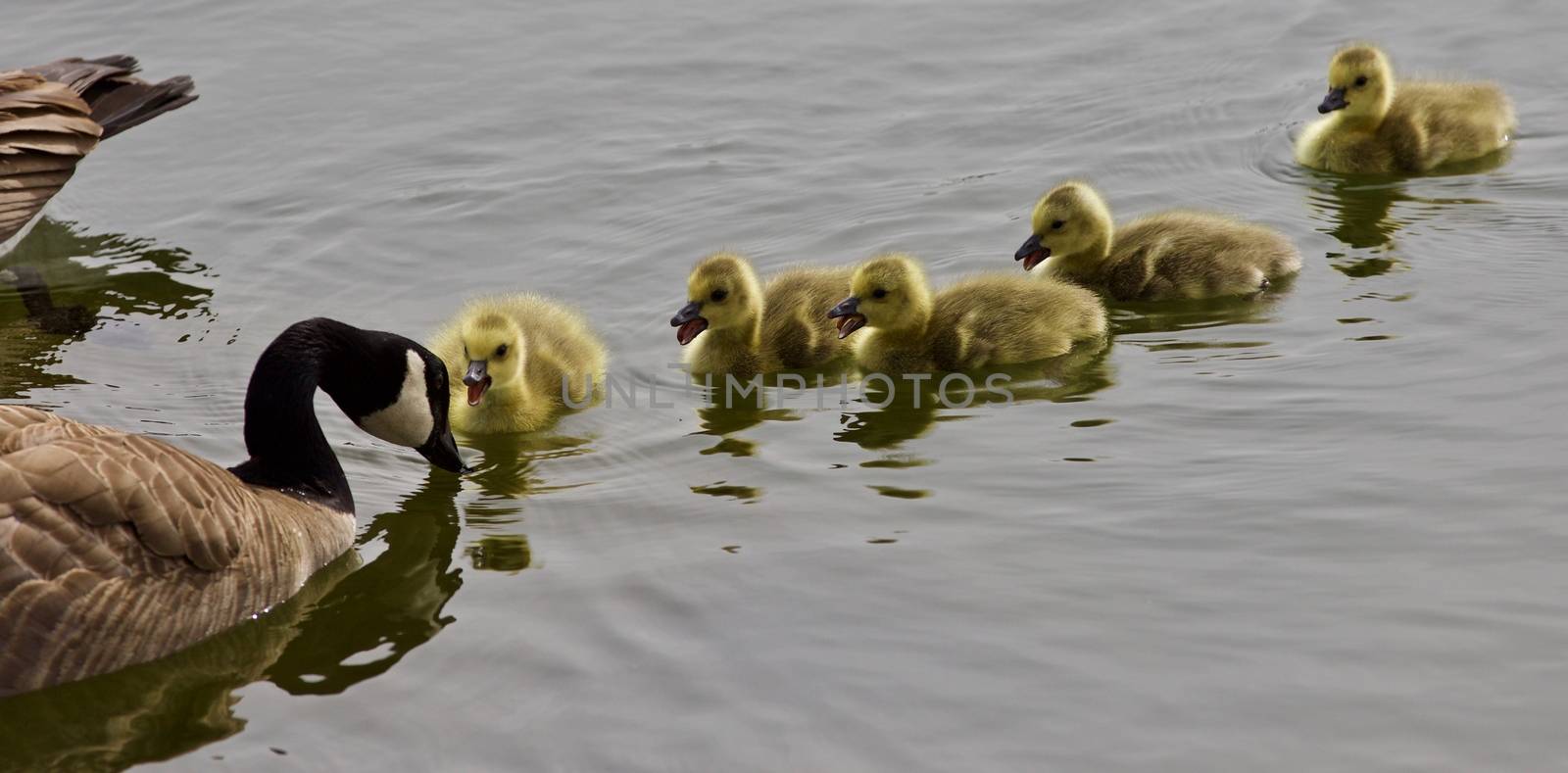 Beautiful isolated image of a young family of Canada geese swimming by teo