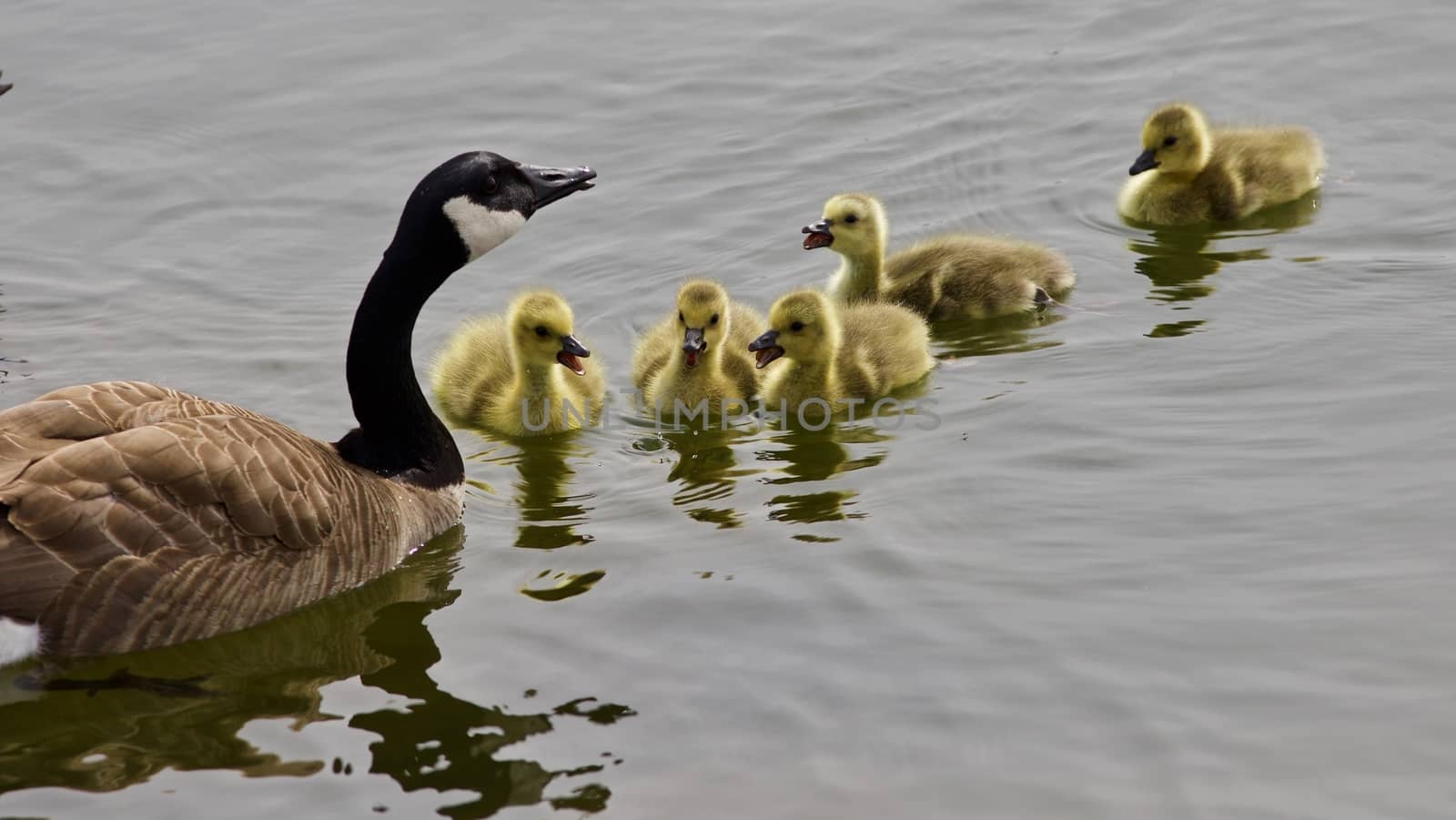 Beautiful background with a young family of Canada geese swimming together by teo