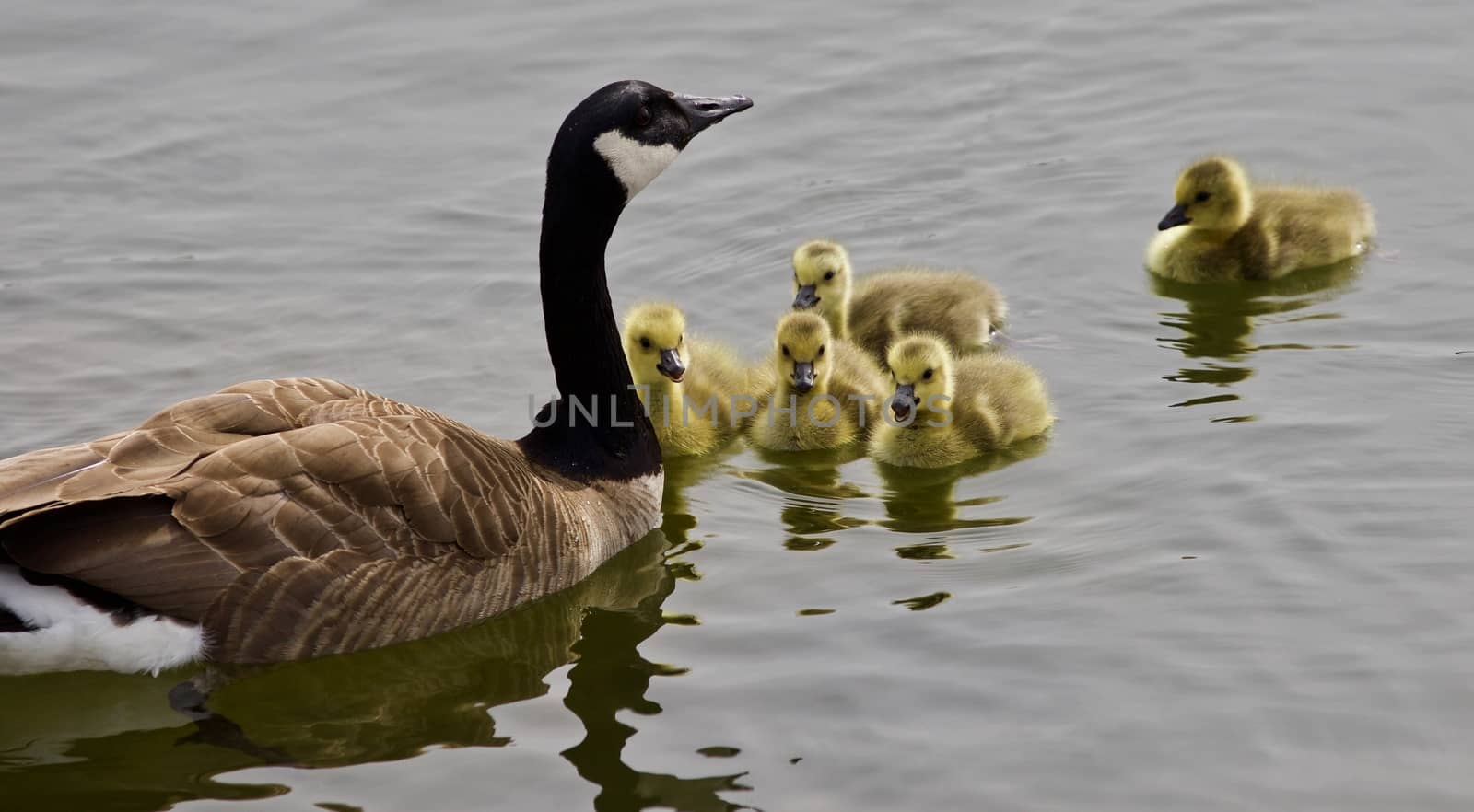 Beautiful background with a young family of Canada geese swimming by teo