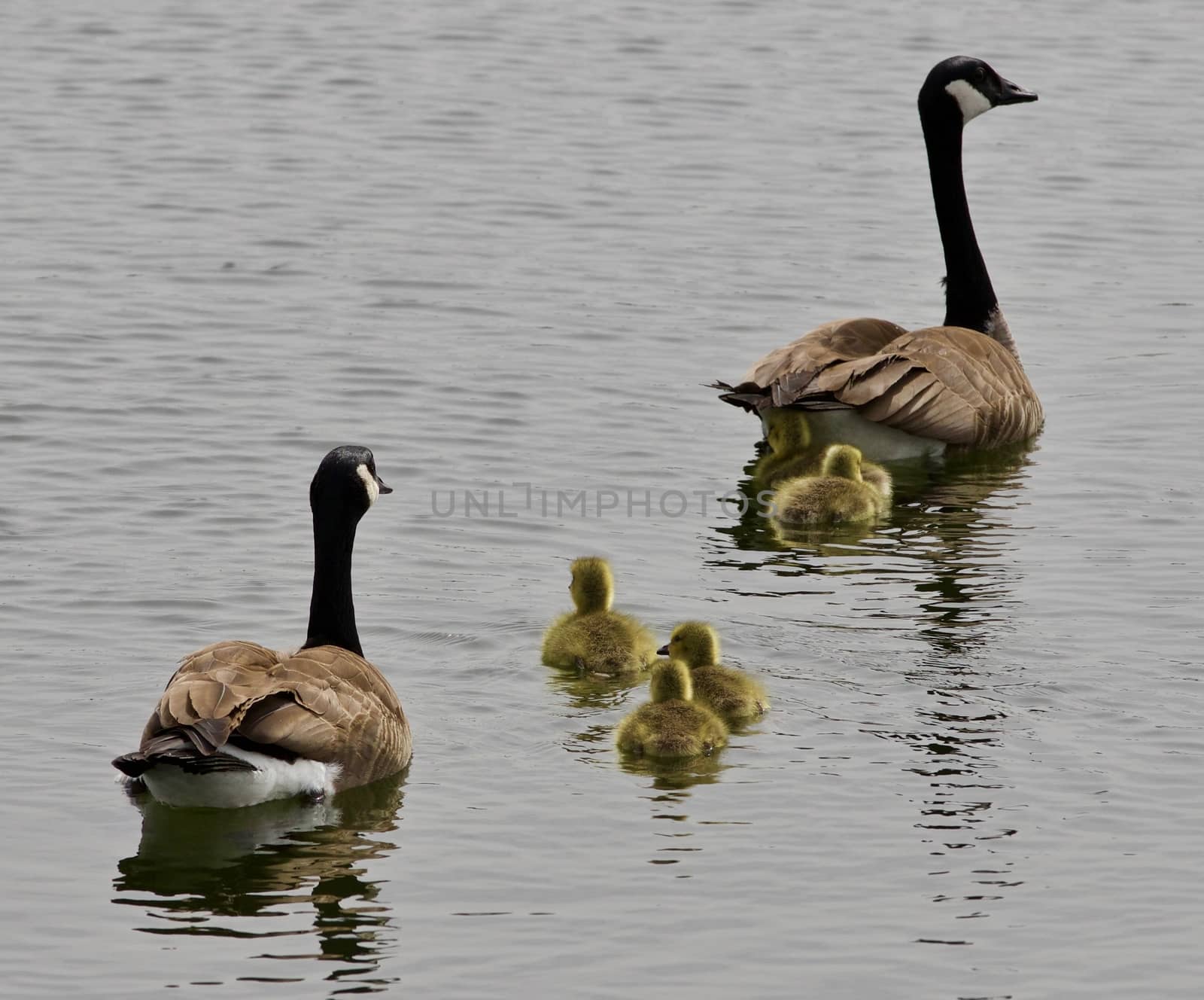 Beautiful isolated photo of a young family of Canada geese swimming by teo