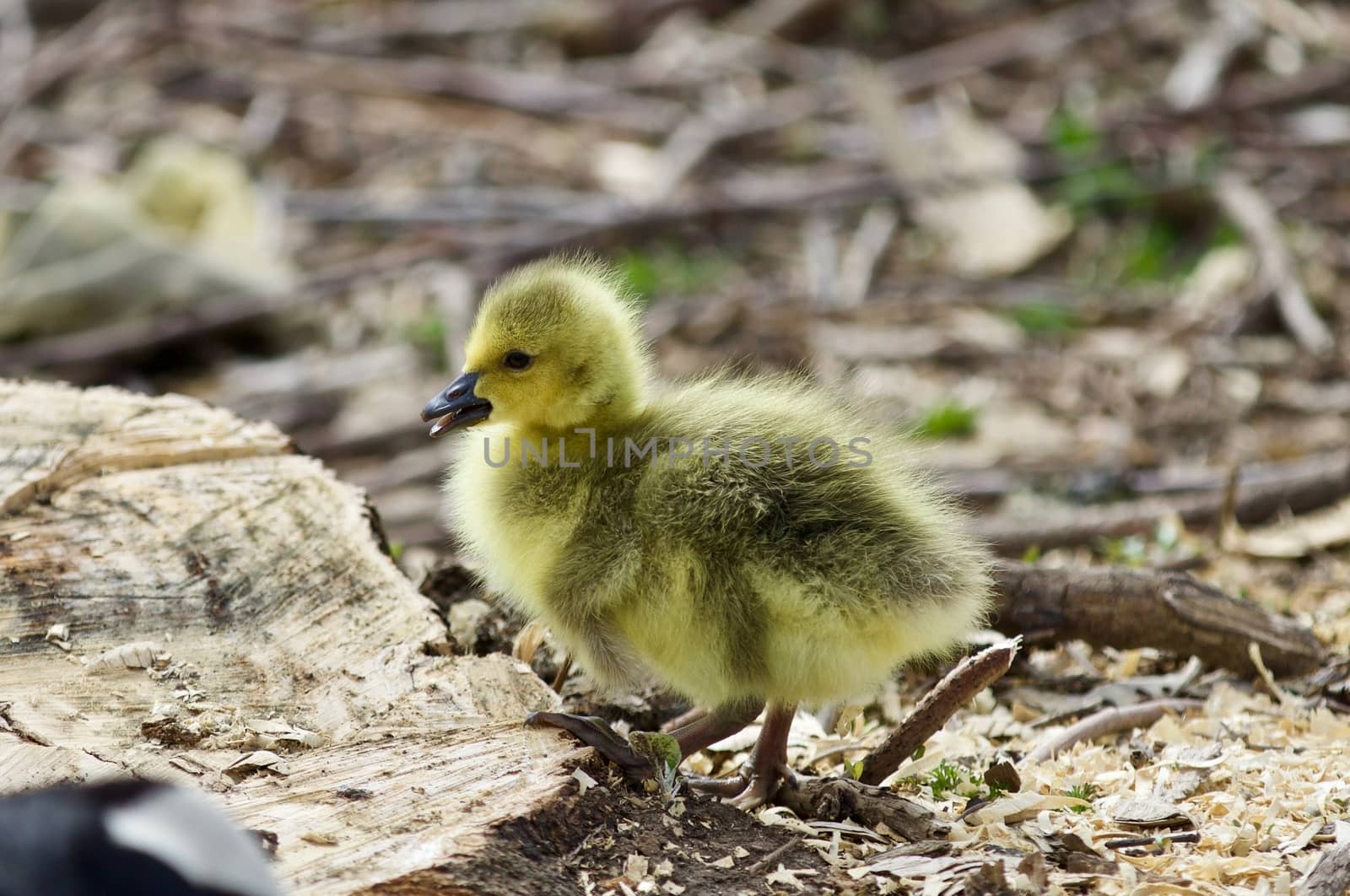 Beautiful isolated photo of a cute funny chick of Canada geese on a stump by teo