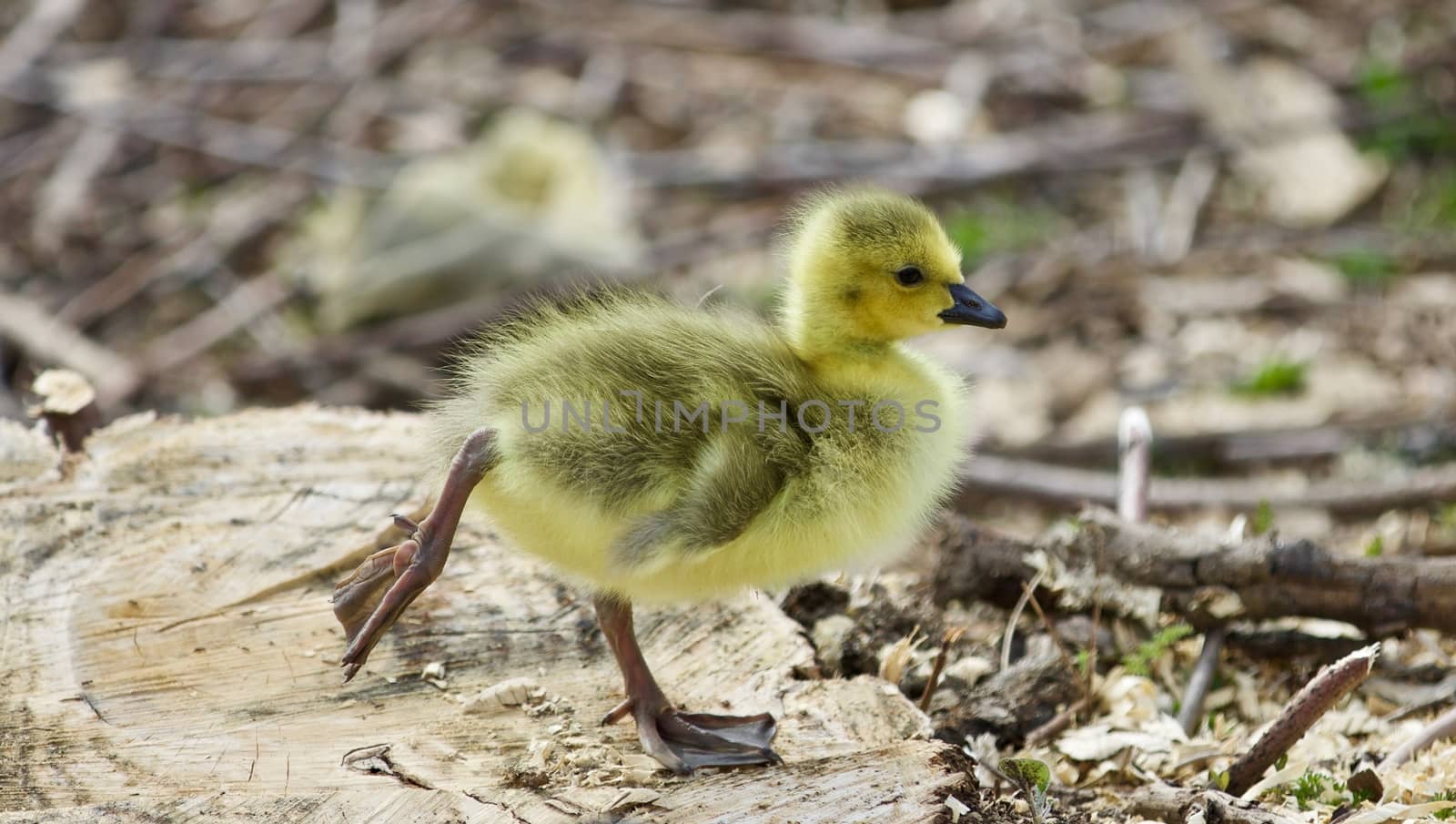 Beautiful isolated image of a cute funny chick of Canada geese on a stump by teo
