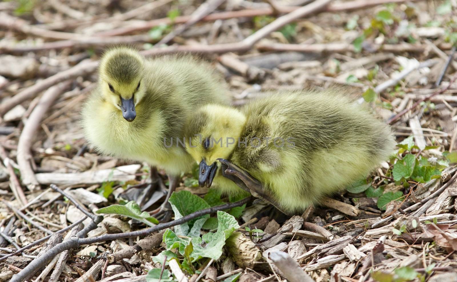 Beautiful isolated photo of two cute funny chicks of Canada geese by teo