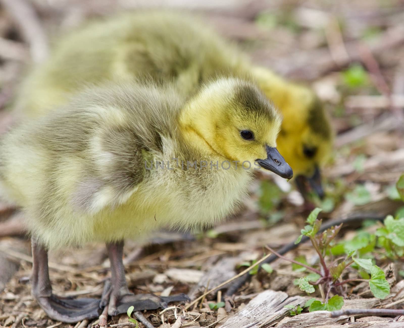 Beautiful isolated photo of two young chicks of Canada geese by teo