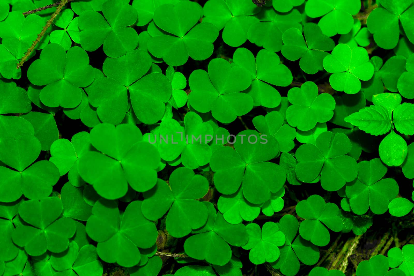 Background From Green Clover Leafs