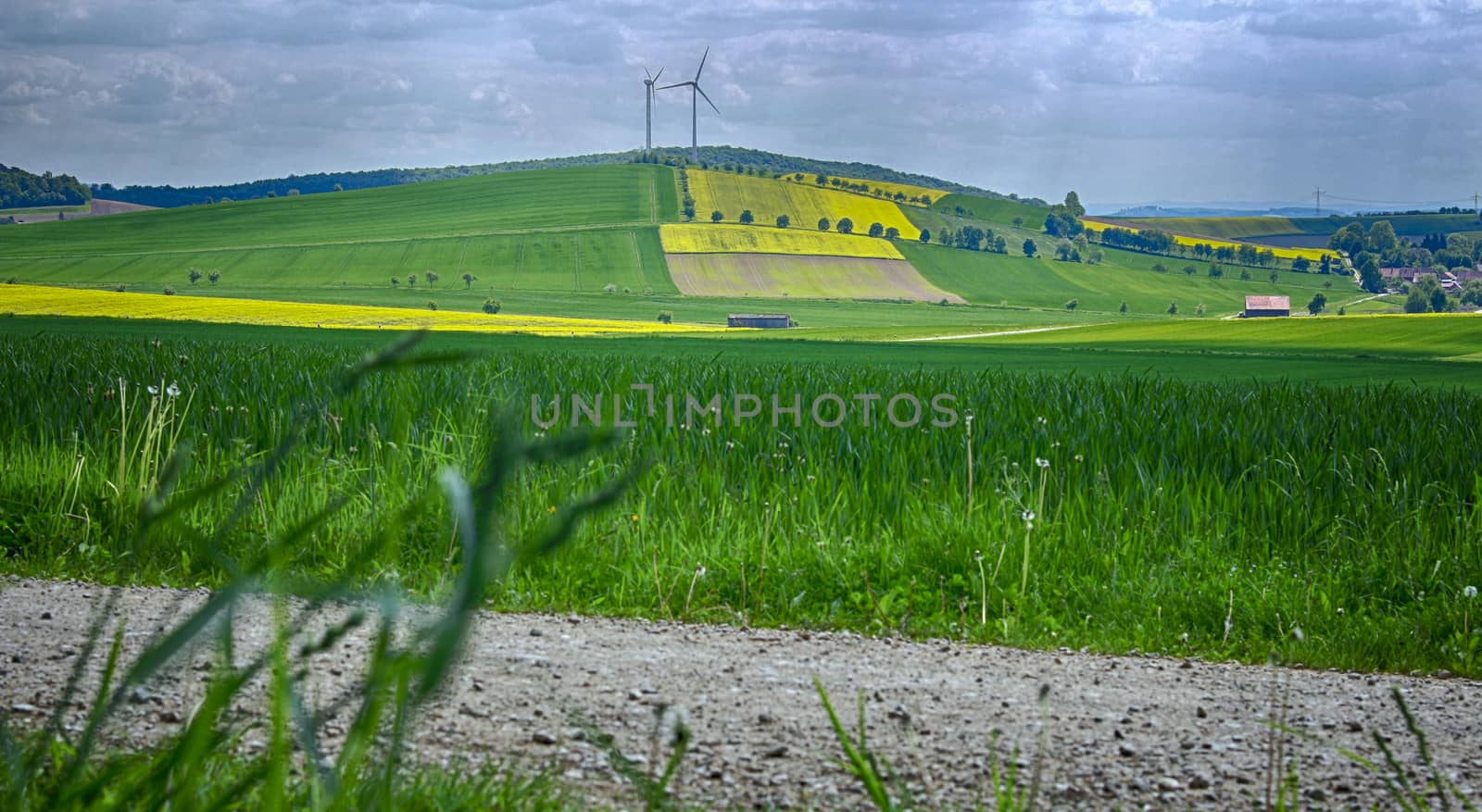 Germany  -   Yellow Fields in Lower Saxony