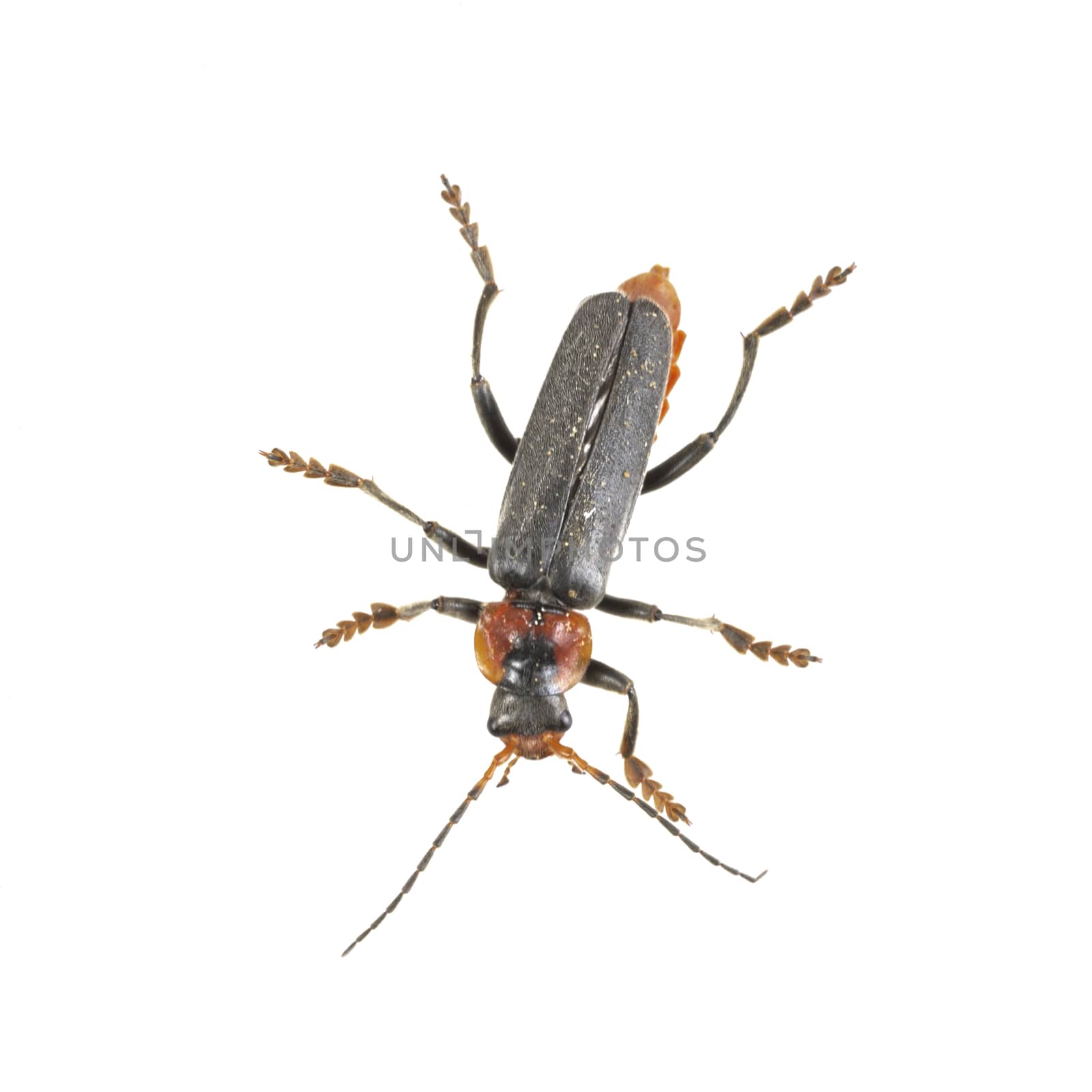 Soldier beetle isolated on a white background