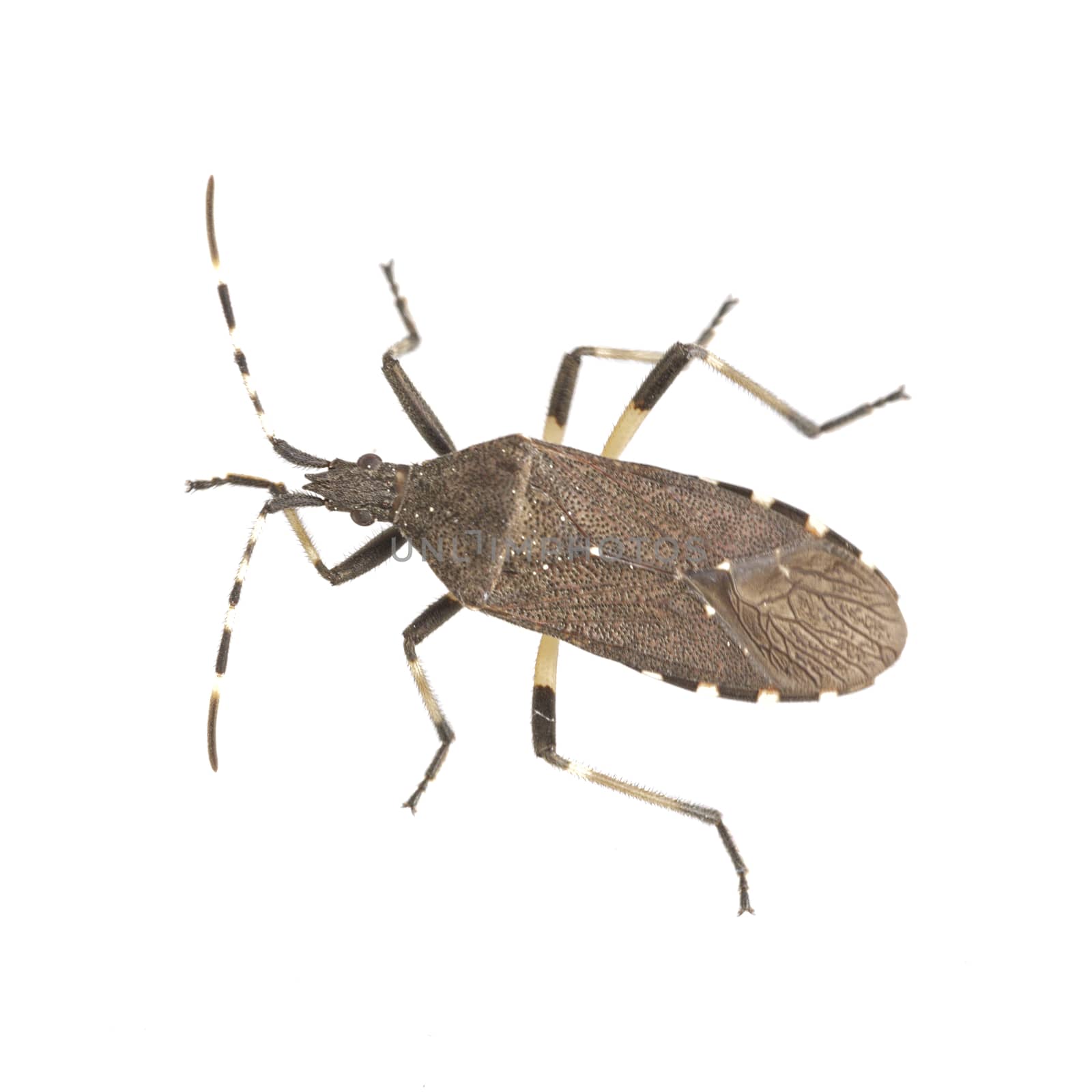 Brown shield bug isolated on a white background