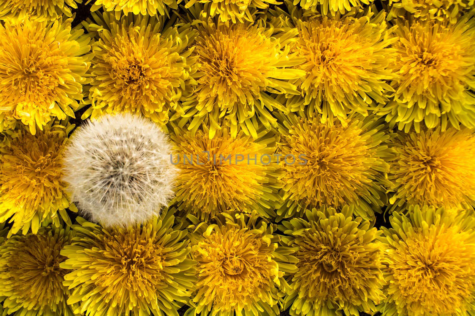 Natural bright and colorful yellow and white dandelions texture background.