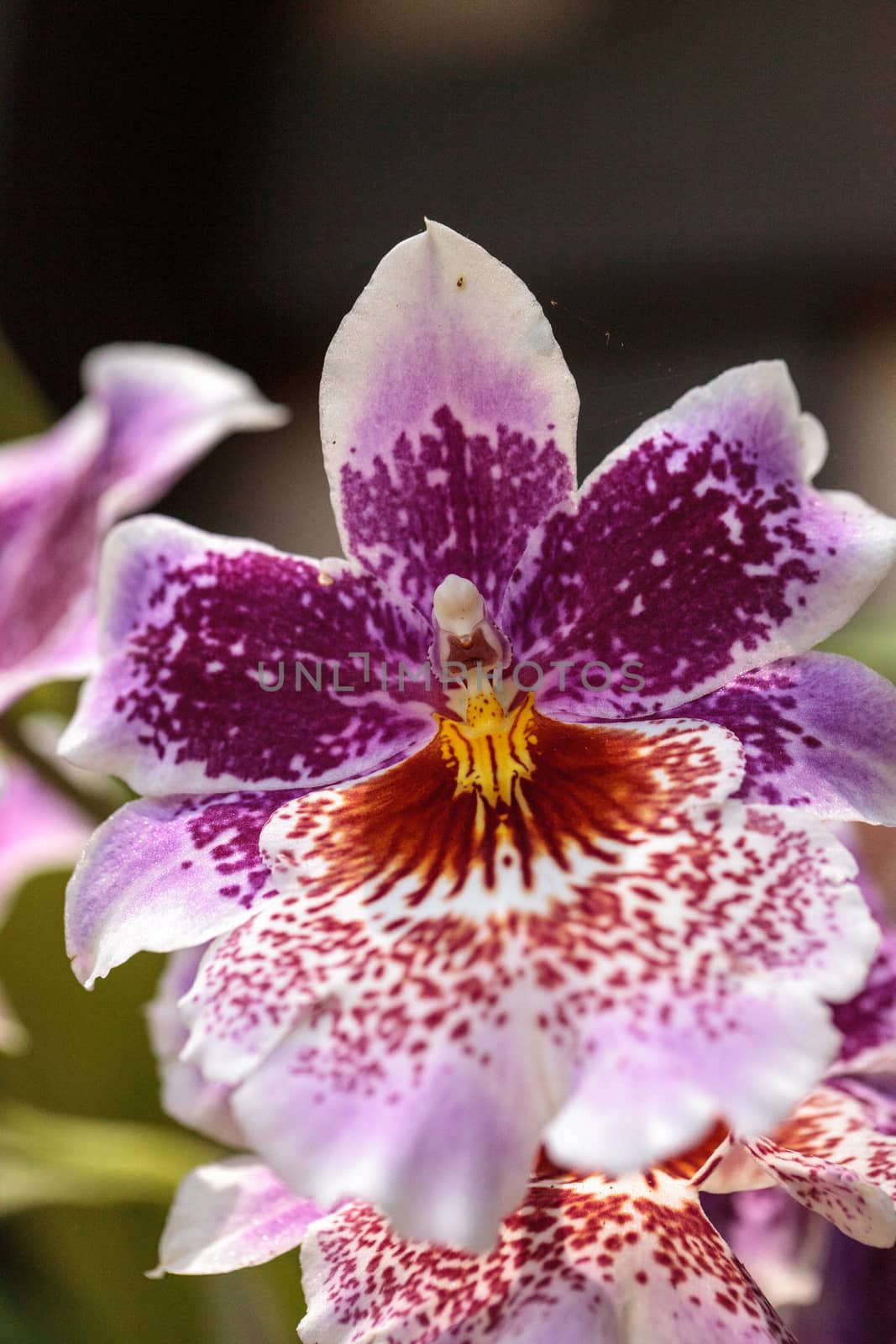Pink and purple, spotted Zygopetalum orchid flower blooms in a botanical garden in spring