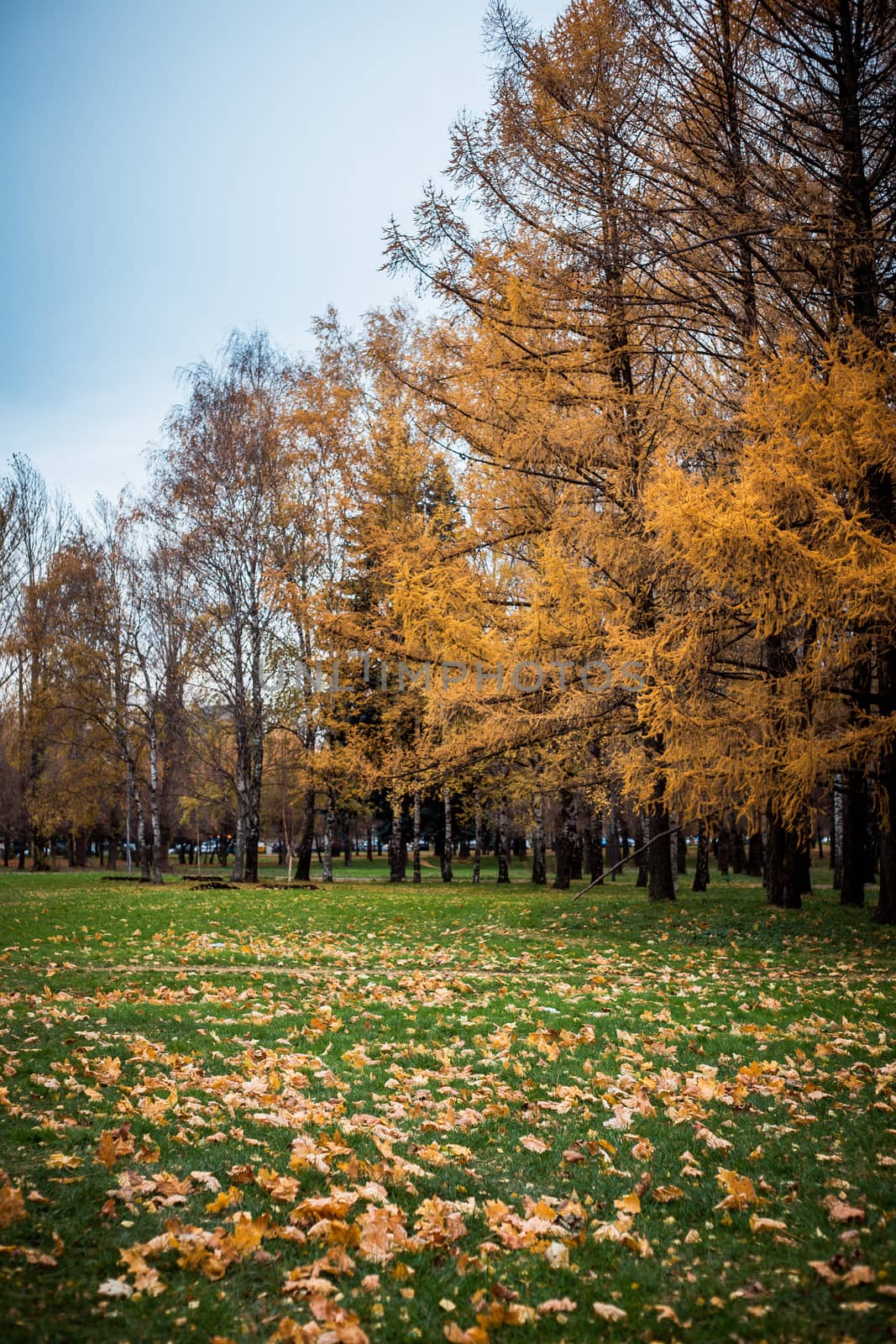 Autumn landscape with colorful maple tree