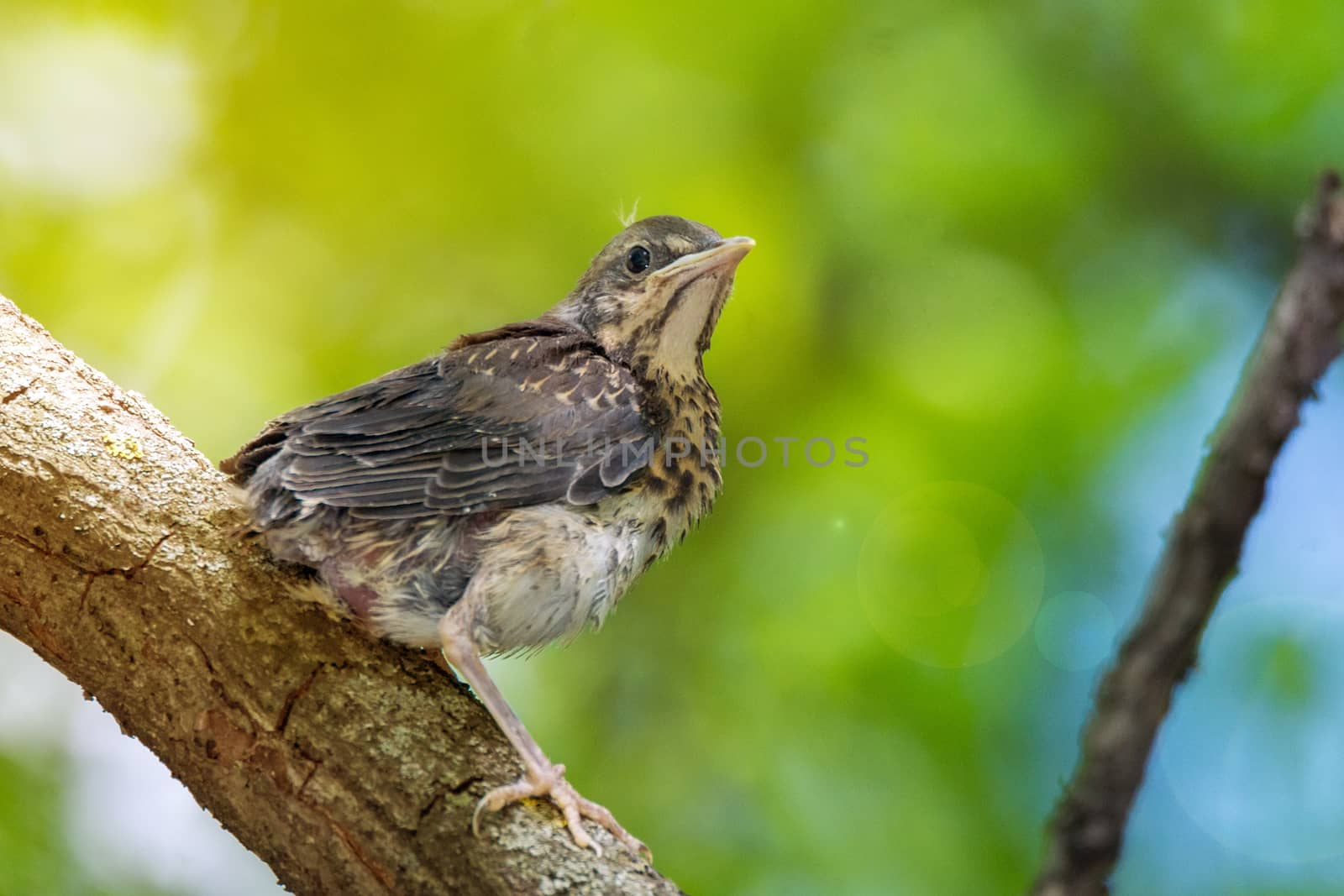 blackbird rowan on a branch by AlexBush