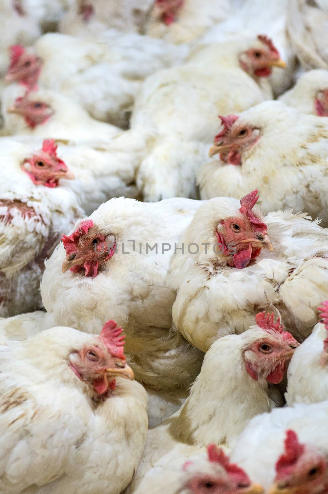 Sick chicken or Sad chicken in farm,Epidemic, bird flu, health problems.