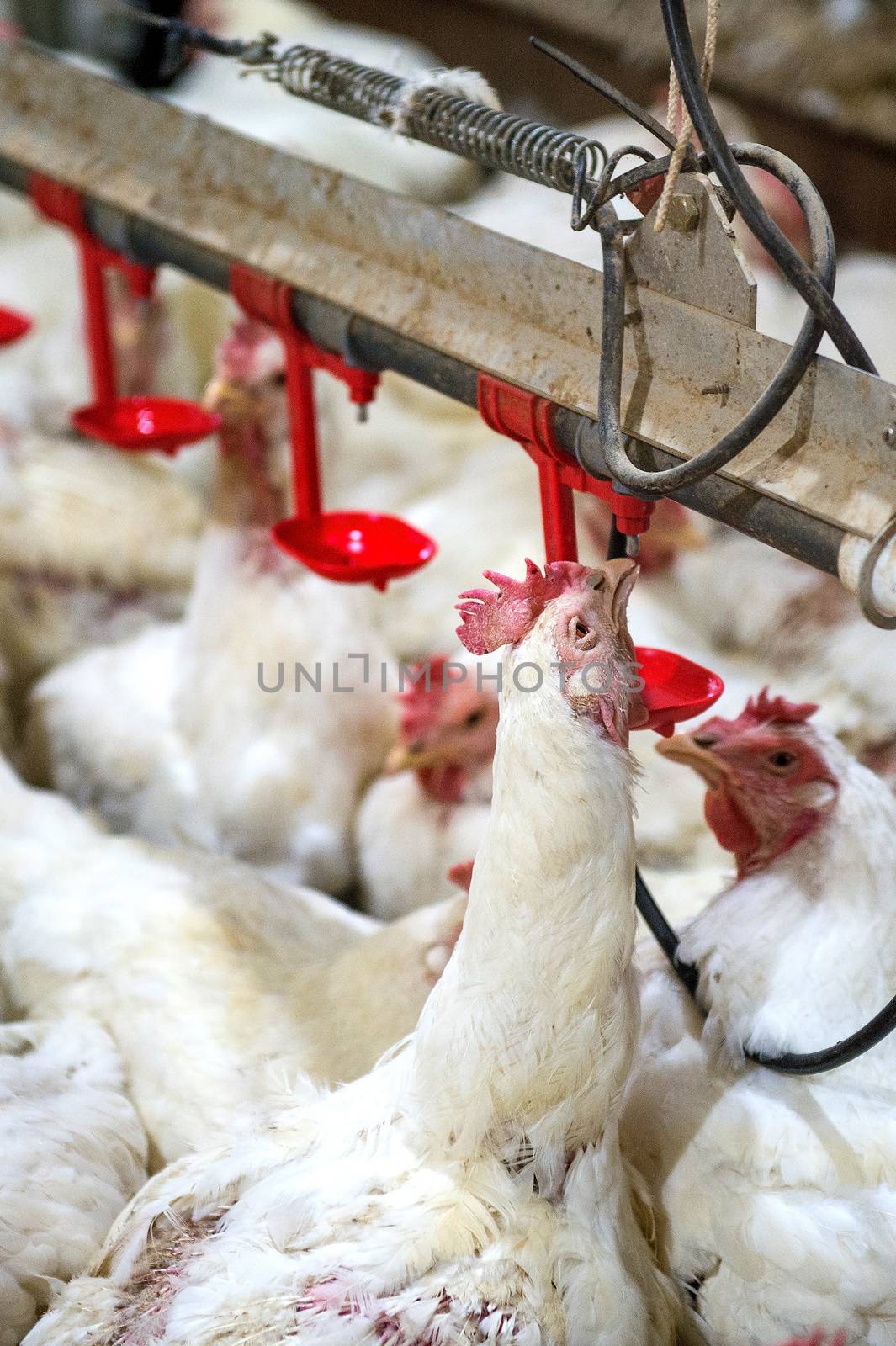 Sick chicken or Sad chicken in farm,Epidemic, bird flu, health problems. by gutarphotoghaphy
