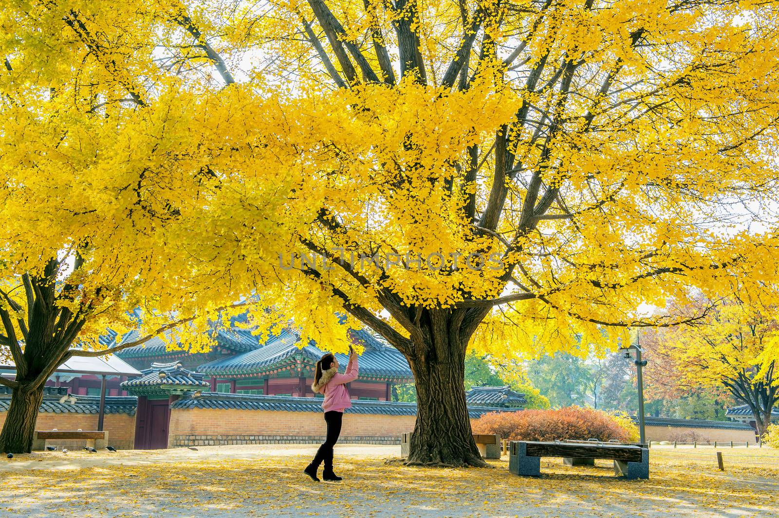 Woman take a photo at autumn in gyeongbokgung. by gutarphotoghaphy