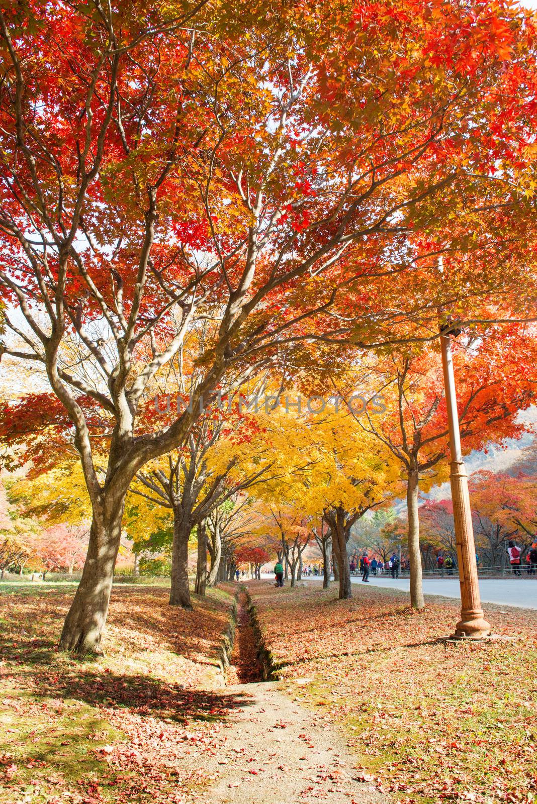 Tourists taking photos of the beautiful scenery around Naejangsan,South Korea during autumn seasonใ