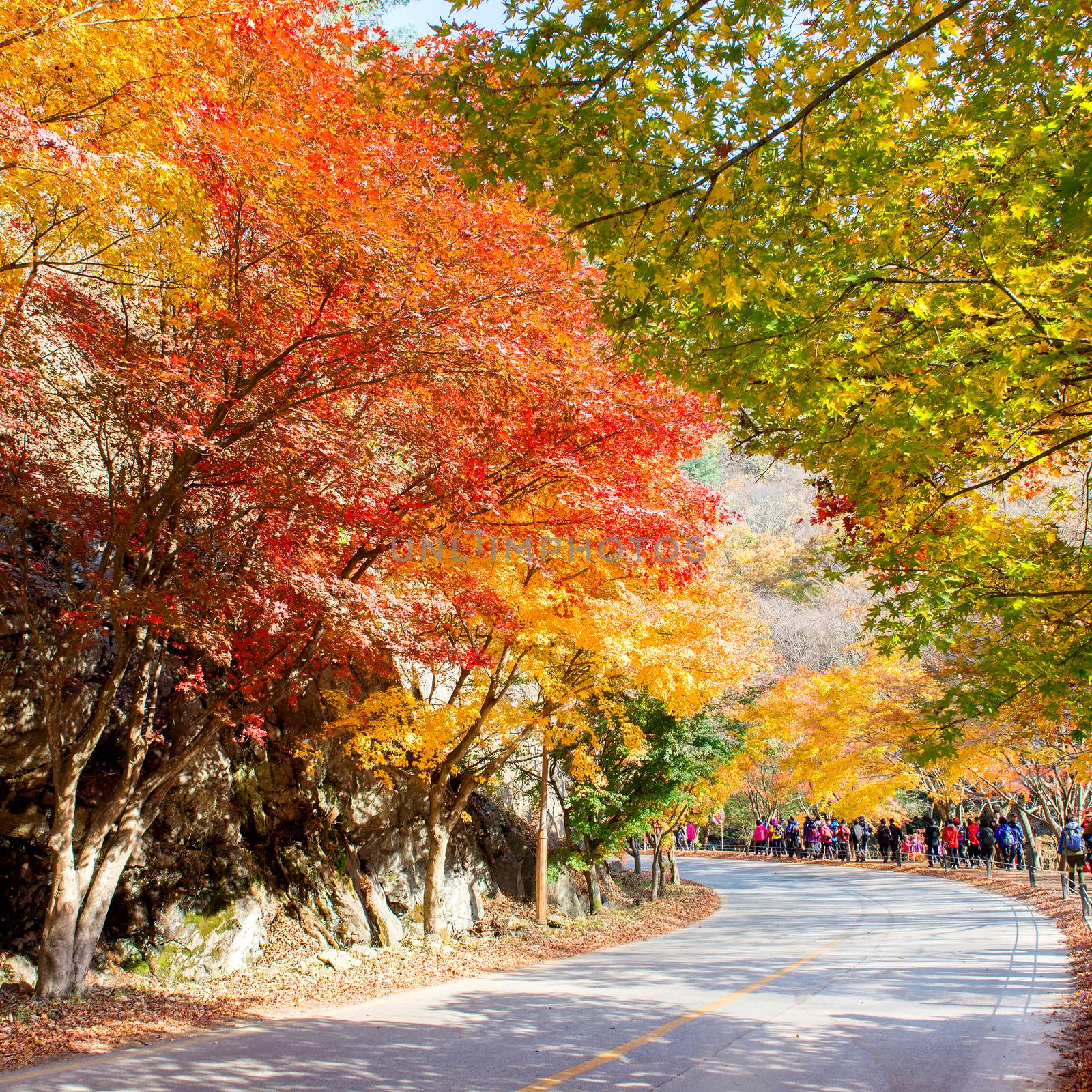 Tourists taking photos of the beautiful scenery around Naejangsan,South Korea during autumn seasonใ by gutarphotoghaphy