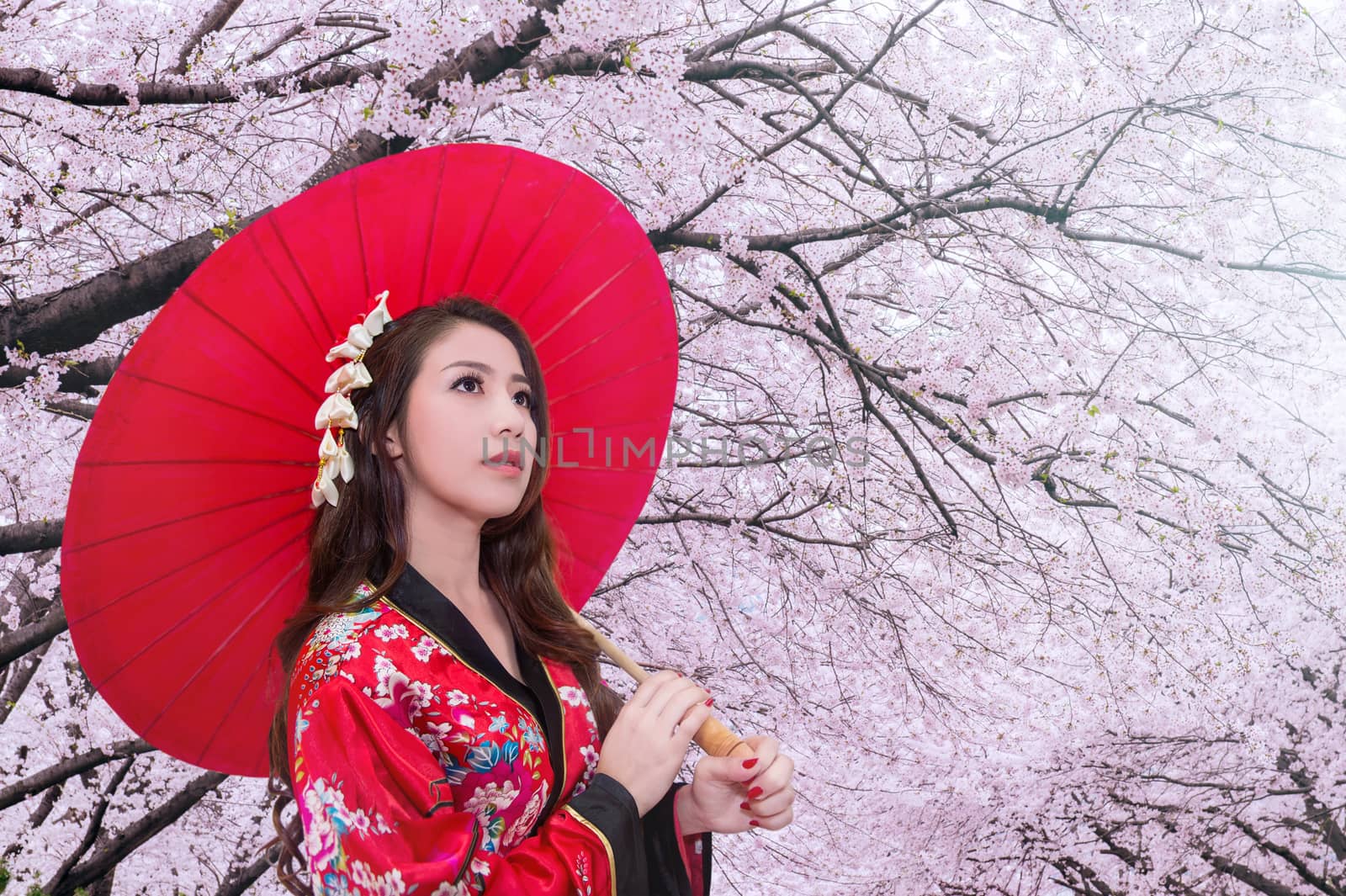 Asian woman wearing traditional japanese kimono with red umbrella and cherry blossom. by gutarphotoghaphy