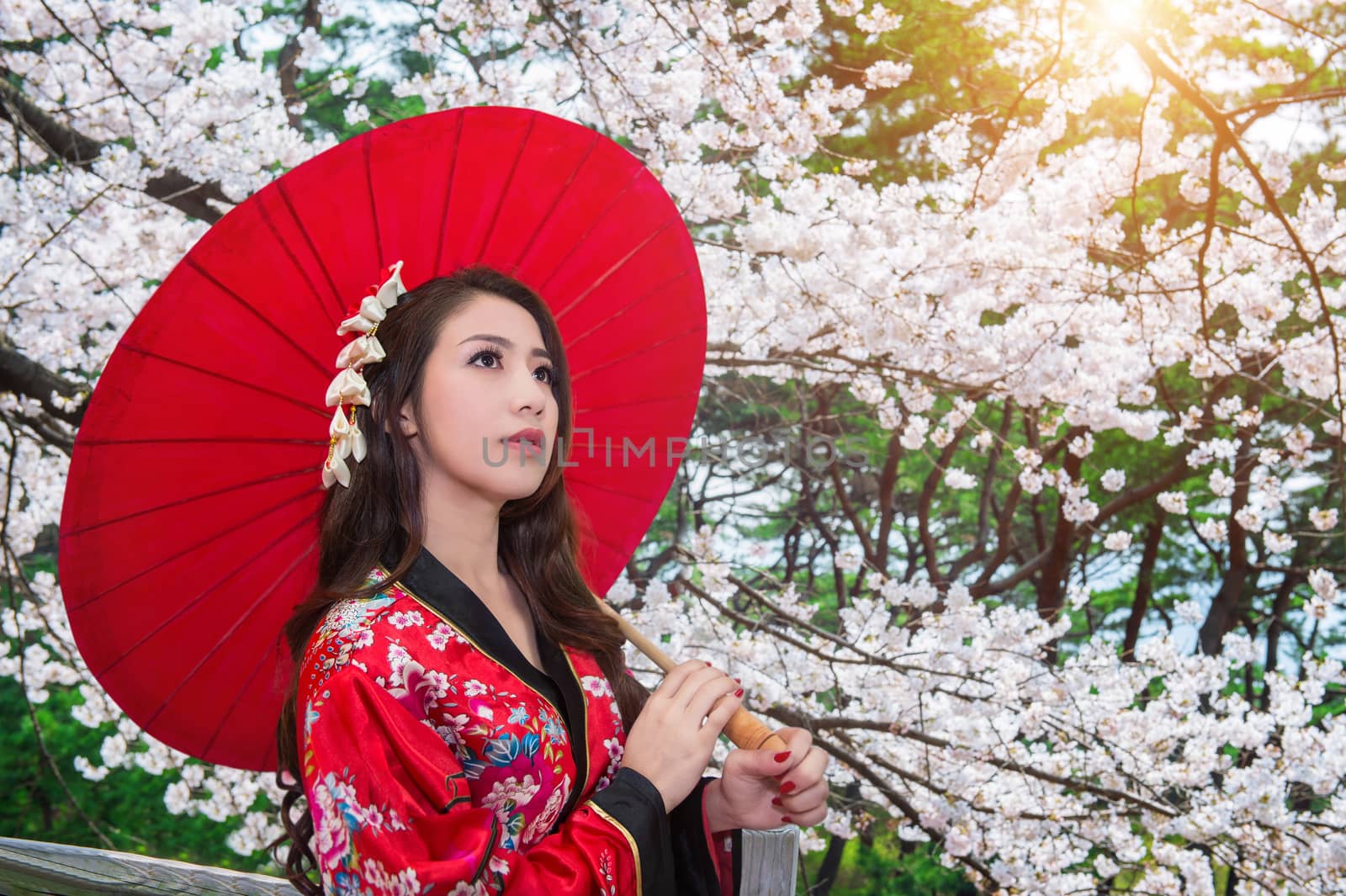 Asian woman wearing traditional japanese kimono with red umbrella and cherry blossom.
