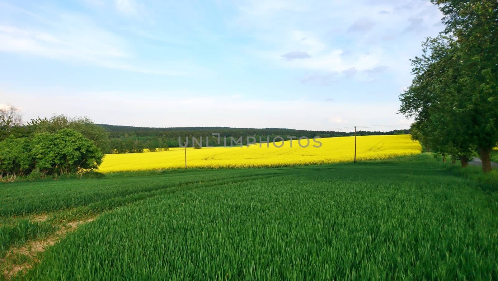 Rapeseed field by hamik