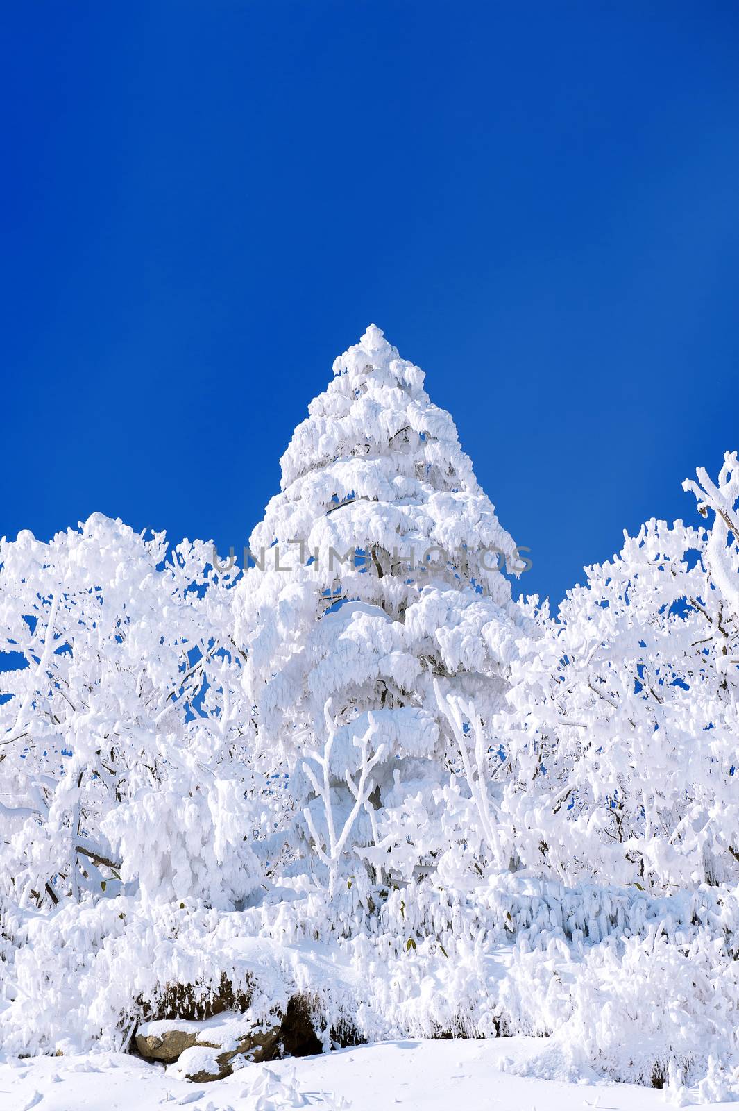 Winter landscape. by gutarphotoghaphy