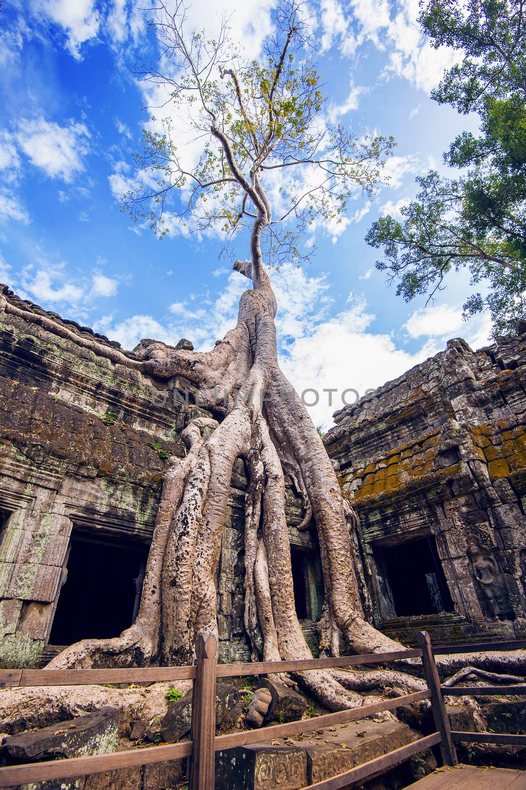 Trees growing out of Ta Prohm temple, Angkor Wat in Cambodia. by gutarphotoghaphy
