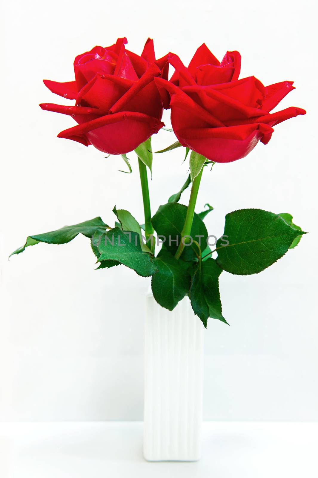 Red rose isolated on white background.