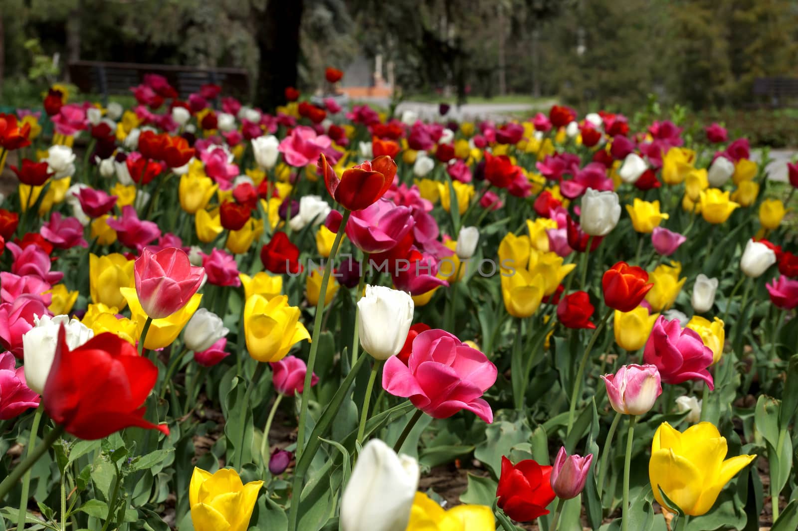Tulips on a lawn in city park by Vadimdem