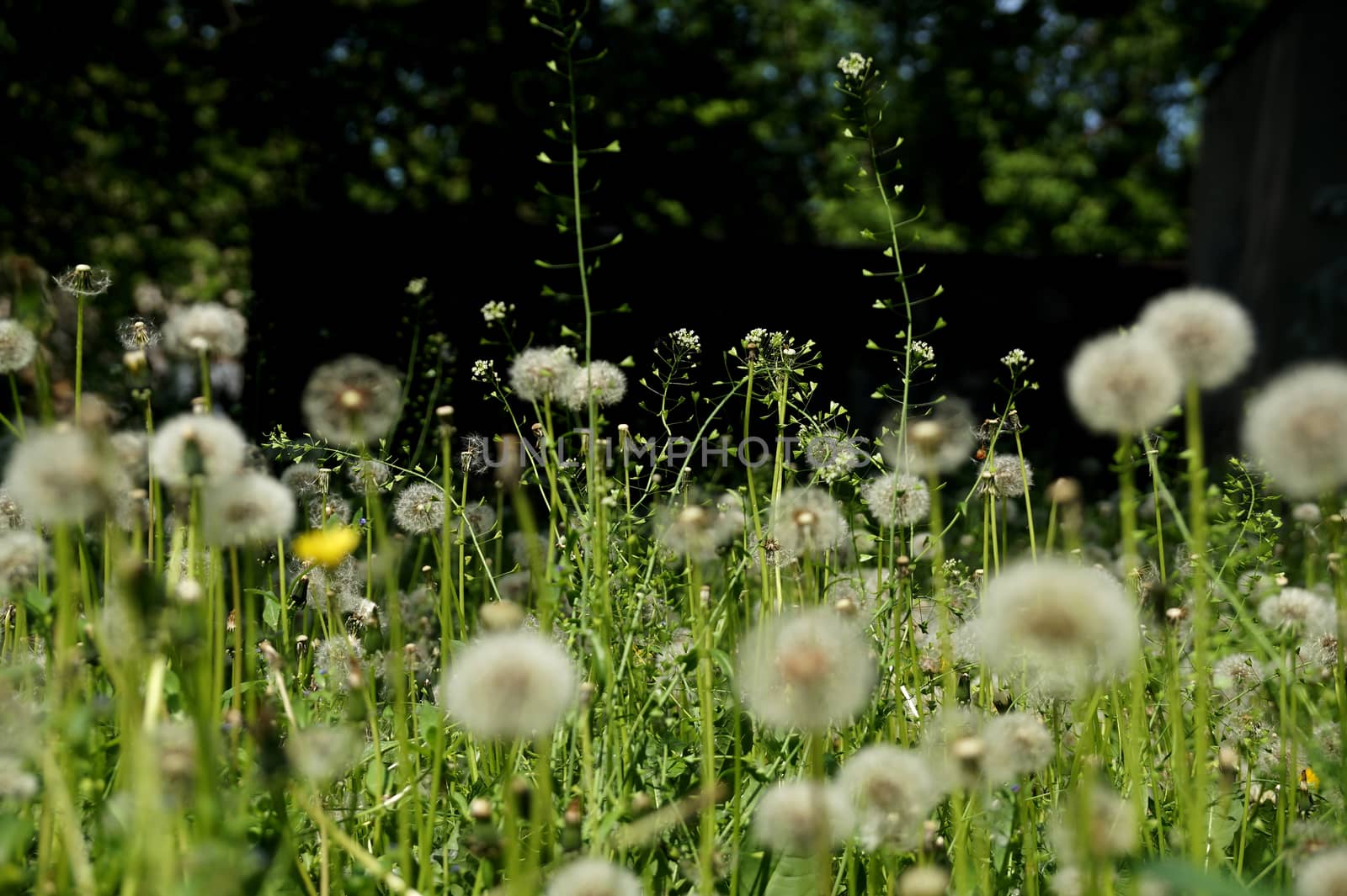 The blossoming flowers of dandelions by Vadimdem