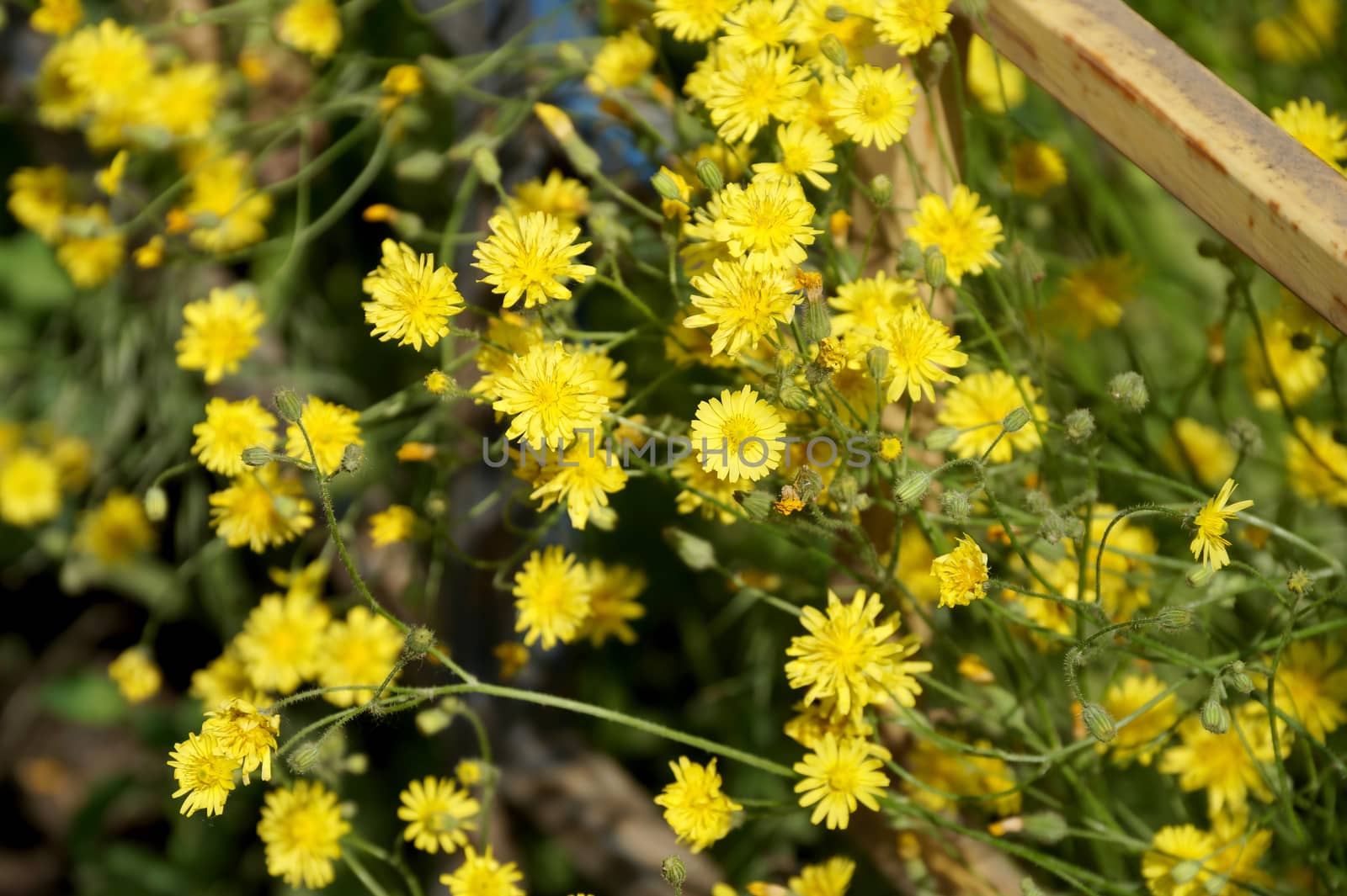 Yellow wild flowers on a lawn in the yard by Vadimdem