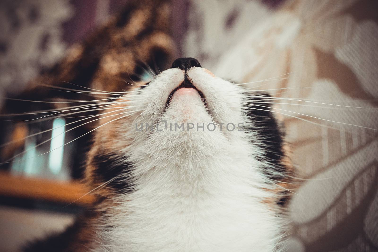 very beautiful and affectionate portrait of a calico cat