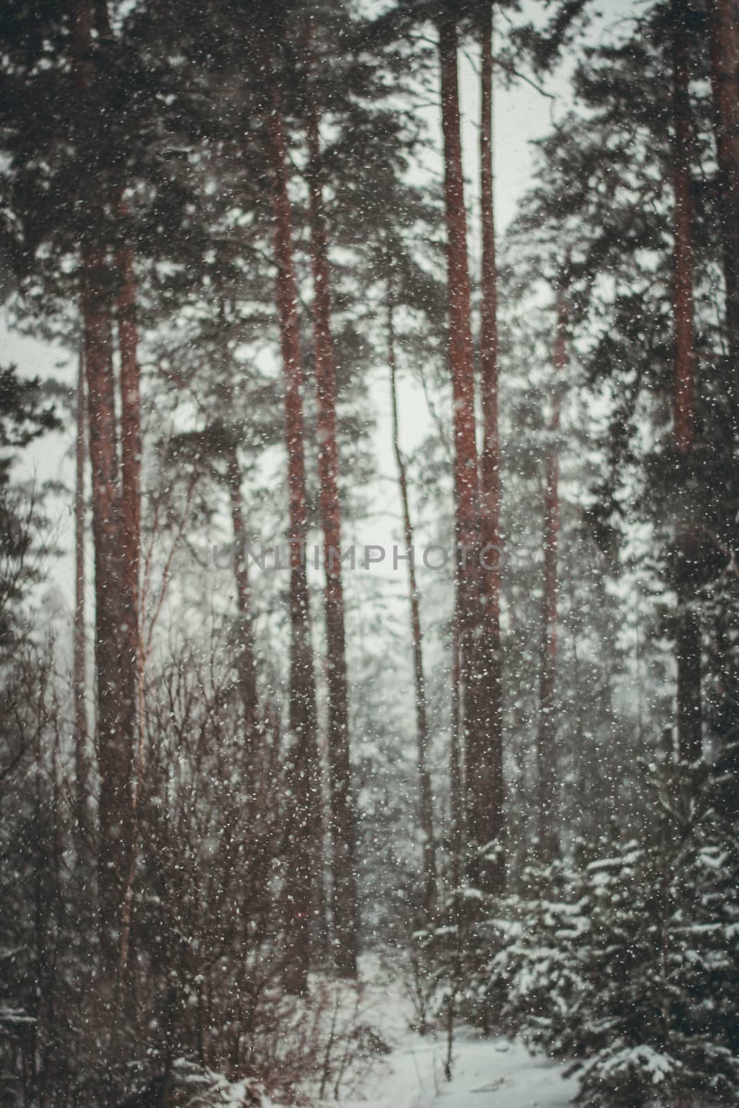 Sunset in the wood between the trees strains in winter period