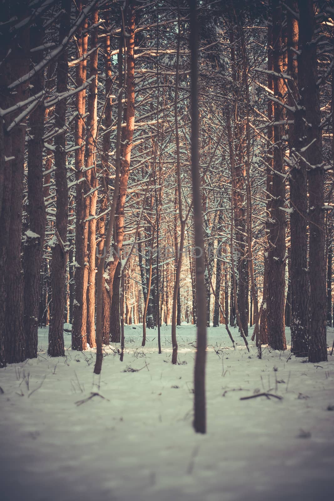 Sunset in the wood between the trees strains in winter period