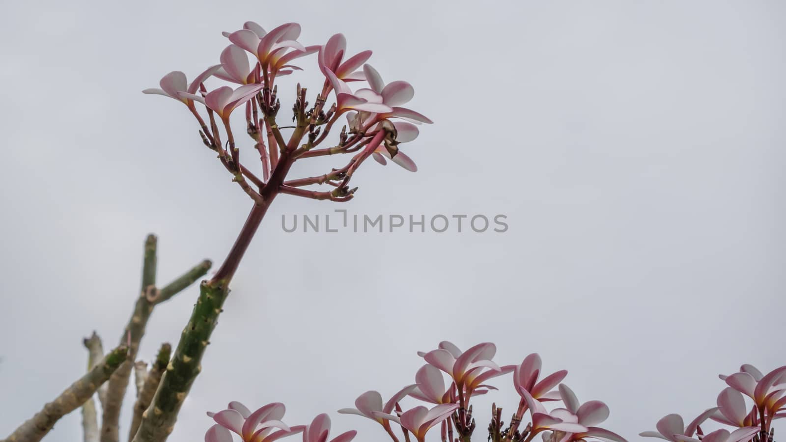 Bunch of pink plumeria tropical flowers with sky background
