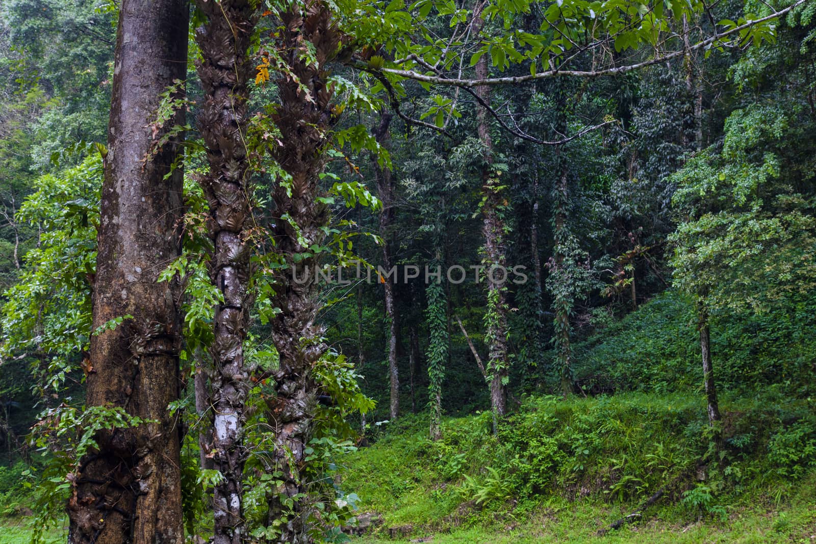 Evergreen jungle forest after rain, Abundance of rainforest.