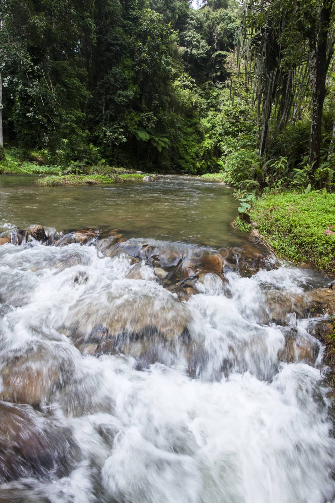 Mountain stream in a tropical rain forest.