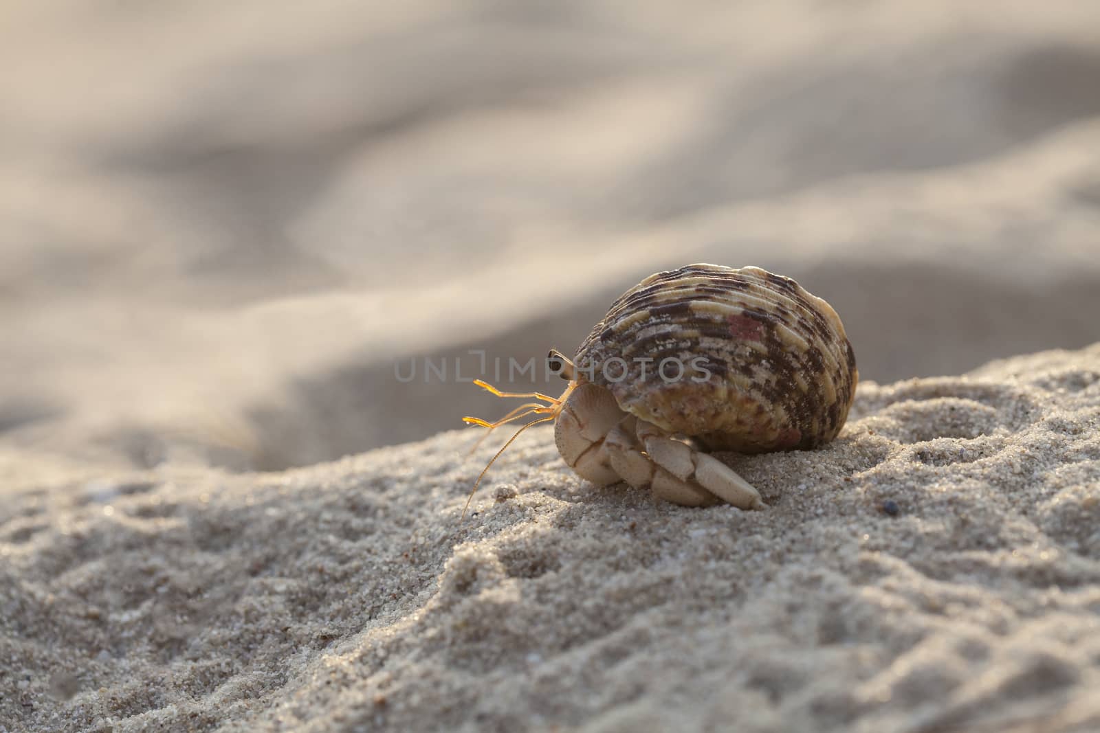 Small hermit crab on the tropical island sand. Copy space, close up; Hermit crab on tropical beach