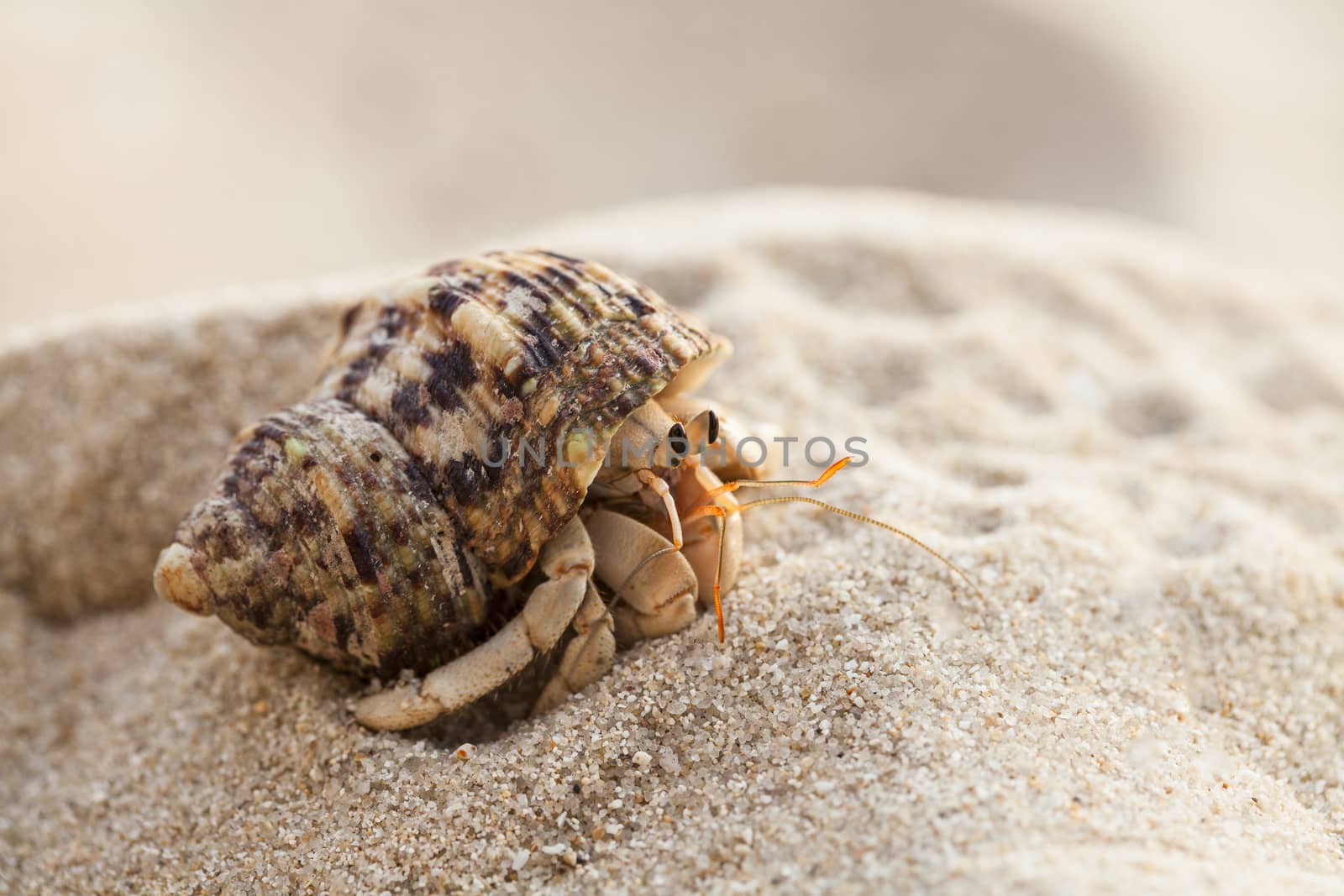 Small hermit crab on the tropical island sand. Copy space,close up; Hermit crab on tropical beach