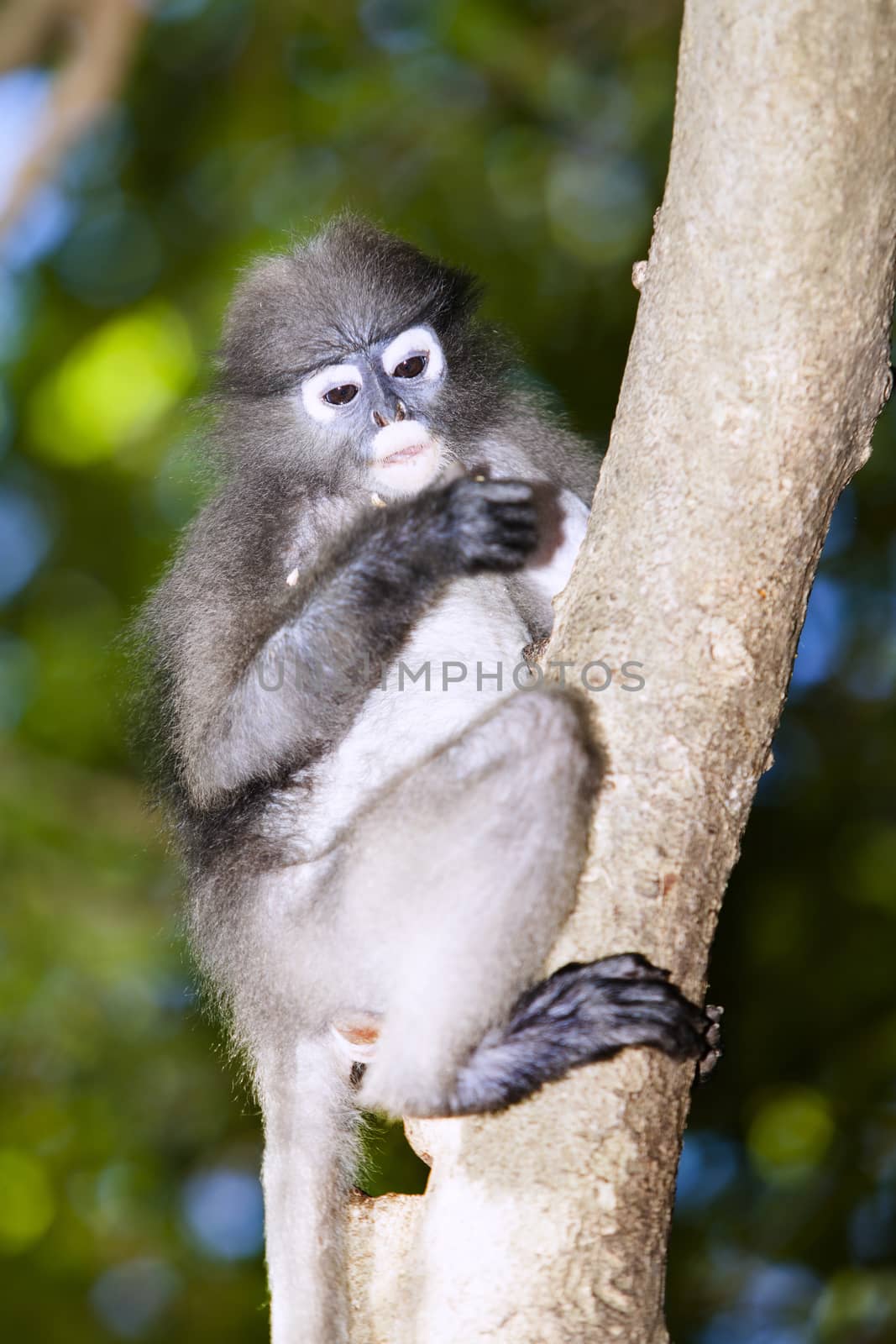 The dusky leaf monkey, spectacled langur, or spectacled leaf monkey (Trachypithecus obscurus),It is found in Malaysia, Burma, and Thailand