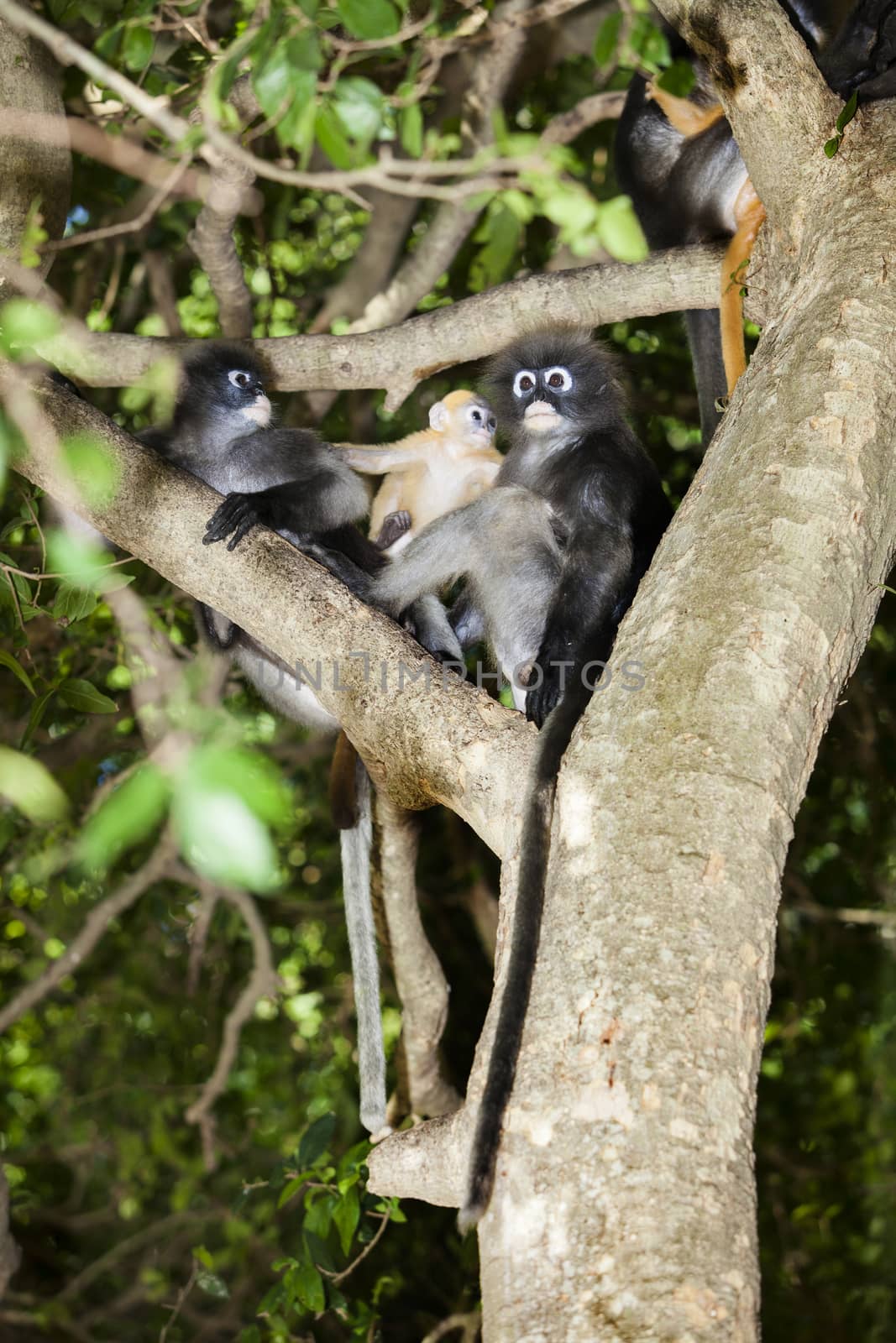 The dusky leaf monkey, spectacled langur, or spectacled leaf monkey (Trachypithecus obscurus),It is found in Malaysia, Burma, and Thailand