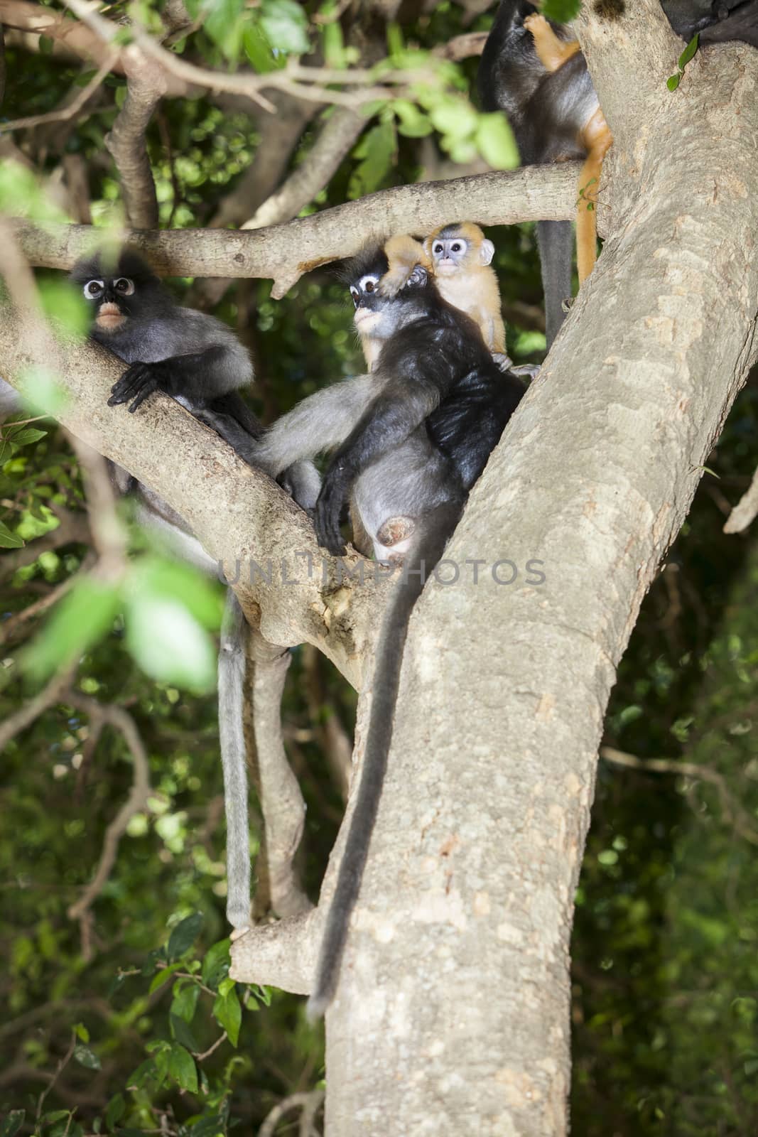 The dusky leaf monkey, spectacled langur, or spectacled leaf mon by jee1999