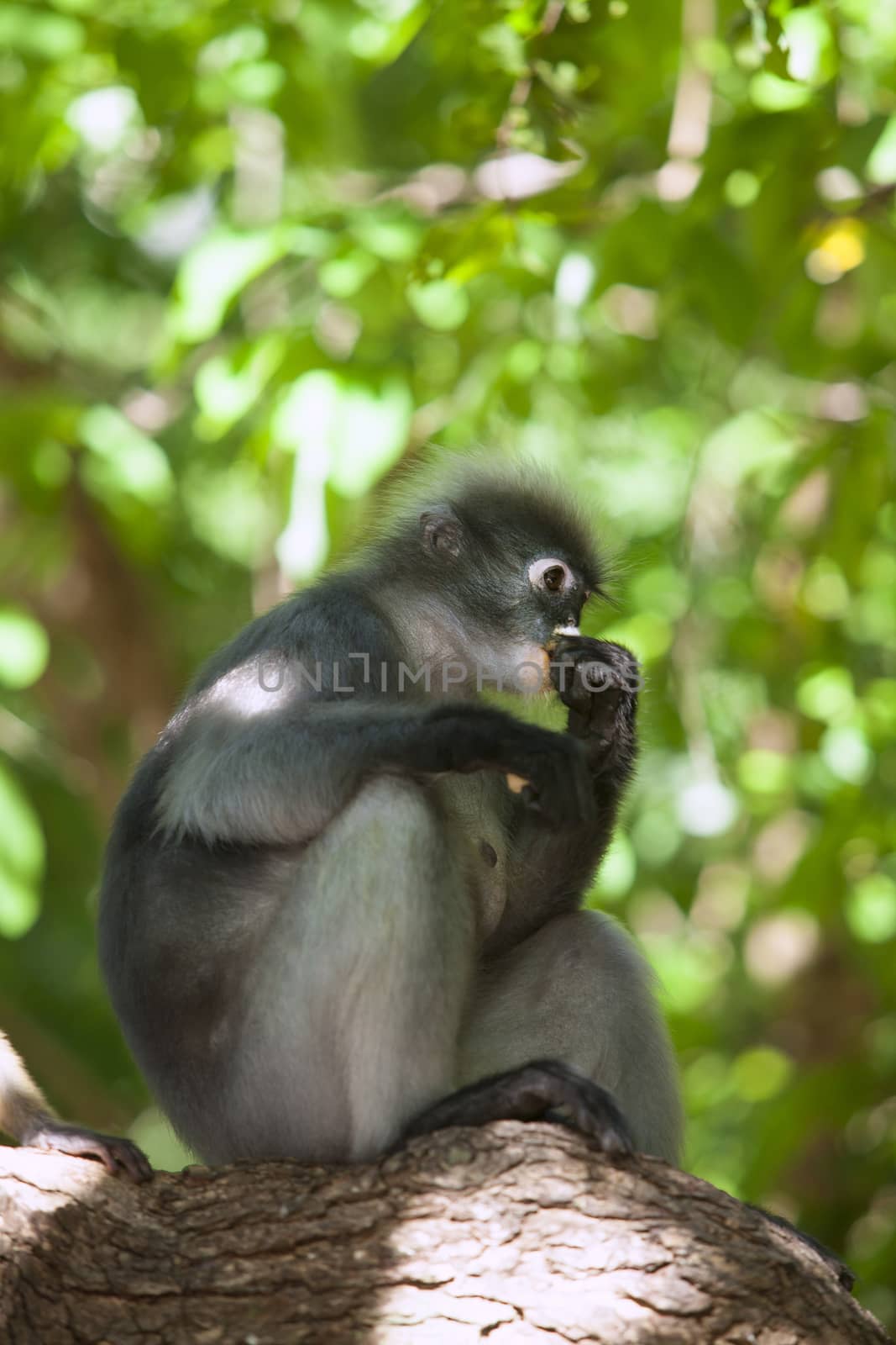 The dusky leaf monkey, spectacled langur, or spectacled leaf monkey (Trachypithecus obscurus),It is found in Malaysia, Burma, and Thailand