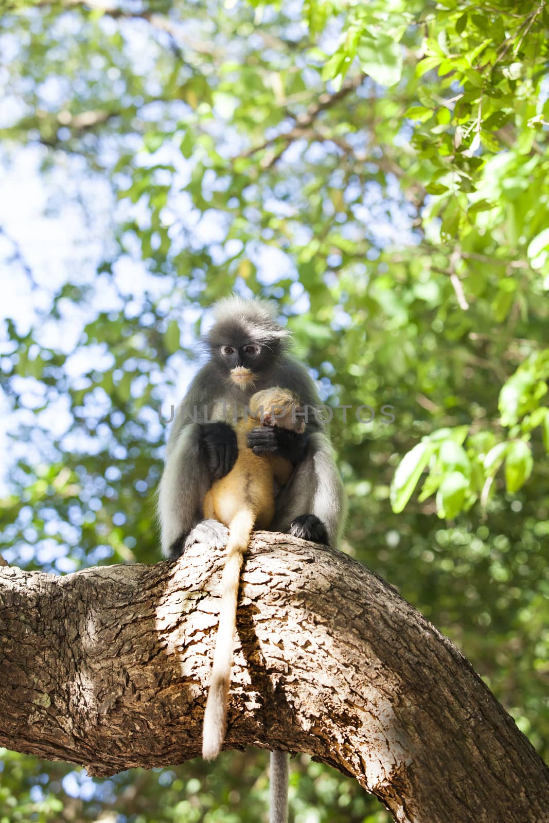 The dusky leaf monkey, spectacled langur, or spectacled leaf monkey (Trachypithecus obscurus),A mother Dusky Leaf monkey and its yellow baby.