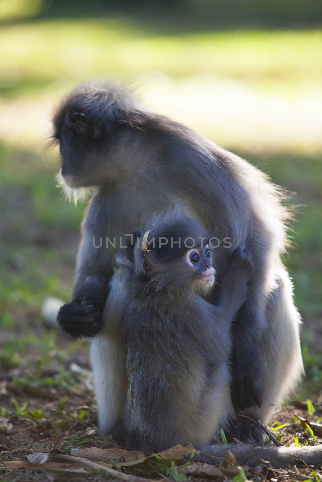 The dusky leaf monkey, spectacled langur, or spectacled leaf monkey (Trachypithecus obscurus),A mother Dusky Leaf monkey and its yellow baby.